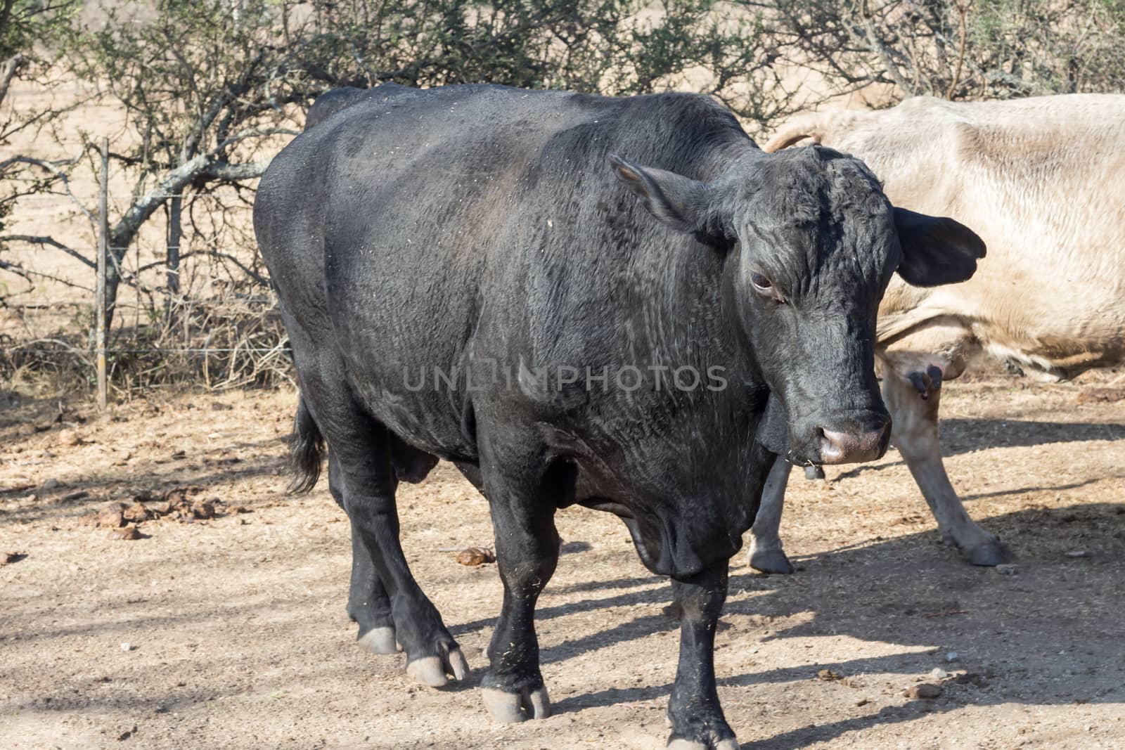 black bull brangus in the Argentine countryside