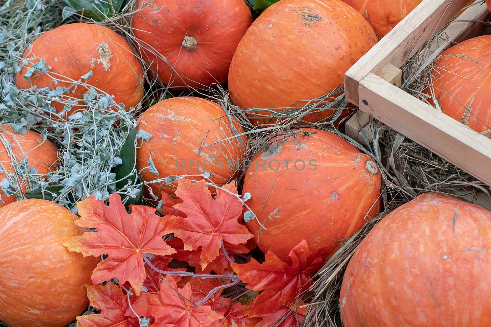 Happy Thanksgiving Day in Canada. Orange pumpkin and maple leaf background. Nature vegetable food agriculture harvest season. Thanksgiving, Halloween and autumn holiday concept