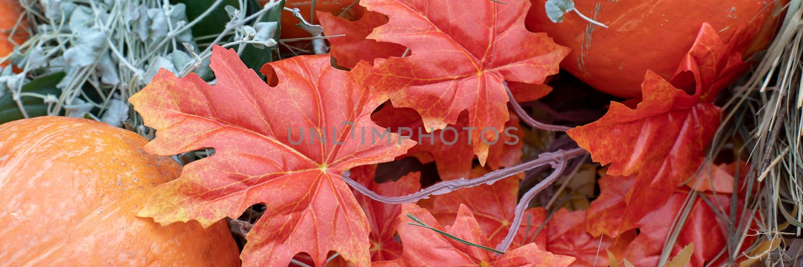 Happy Thanksgiving Day in Canada. Orange pumpkin and maple leaf background. Nature vegetable food agriculture harvest season. Thanksgiving, Halloween and autumn holiday concept