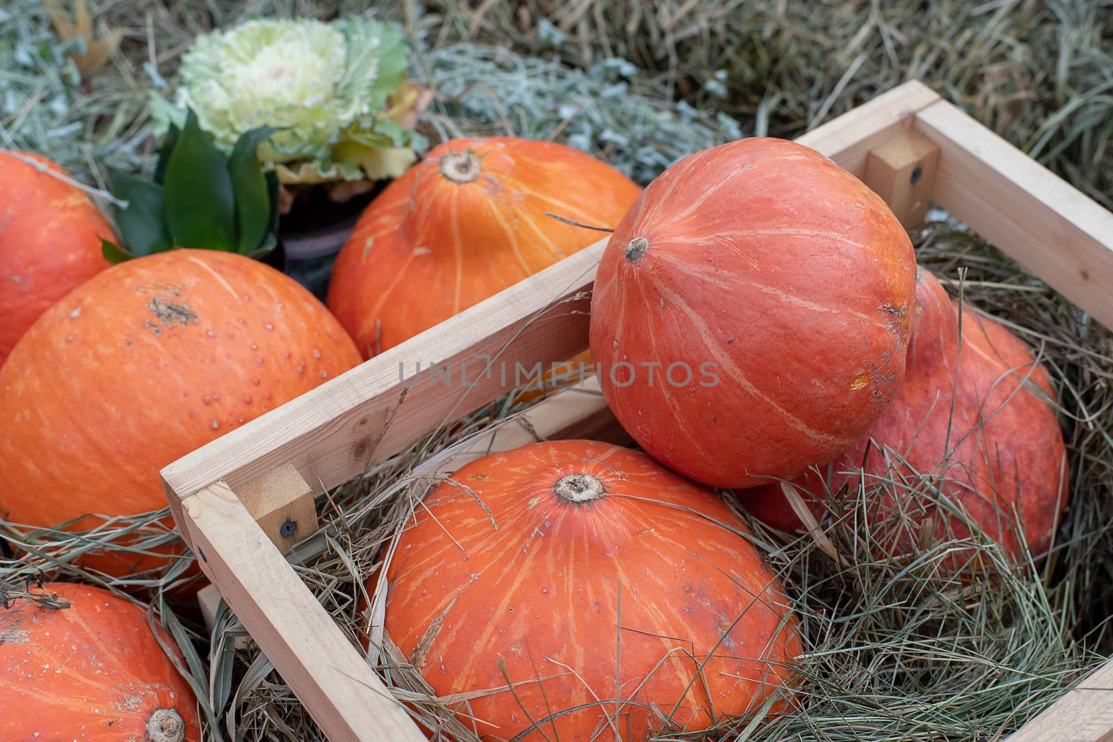 Harvest festival, bright orange pumpkins lie in a wooden box on the hay. by bonilook