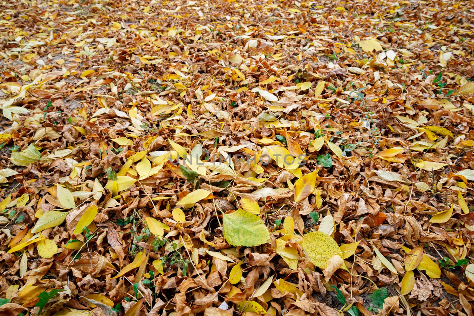 Colorful autumn leaves carpet under the soft october sun