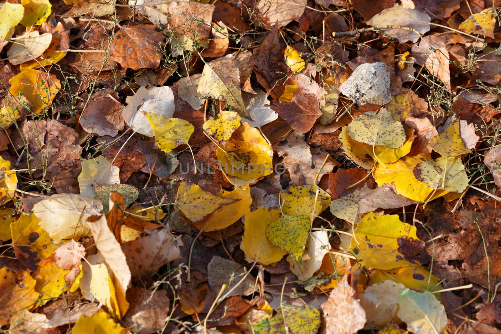 Autumn Leaves Carpet by MaxalTamor