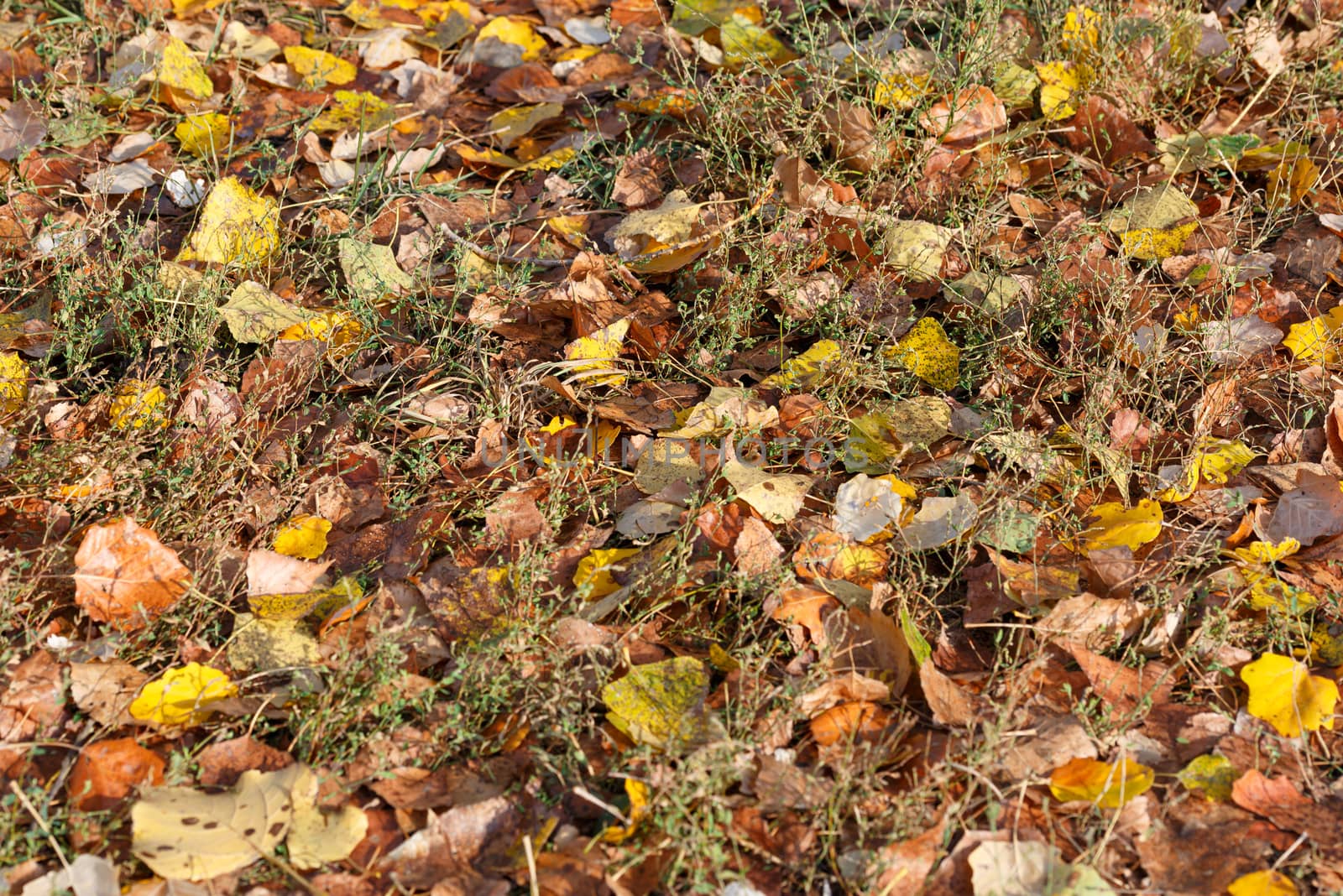 Colorful autumn leaves carpet under the soft october sun