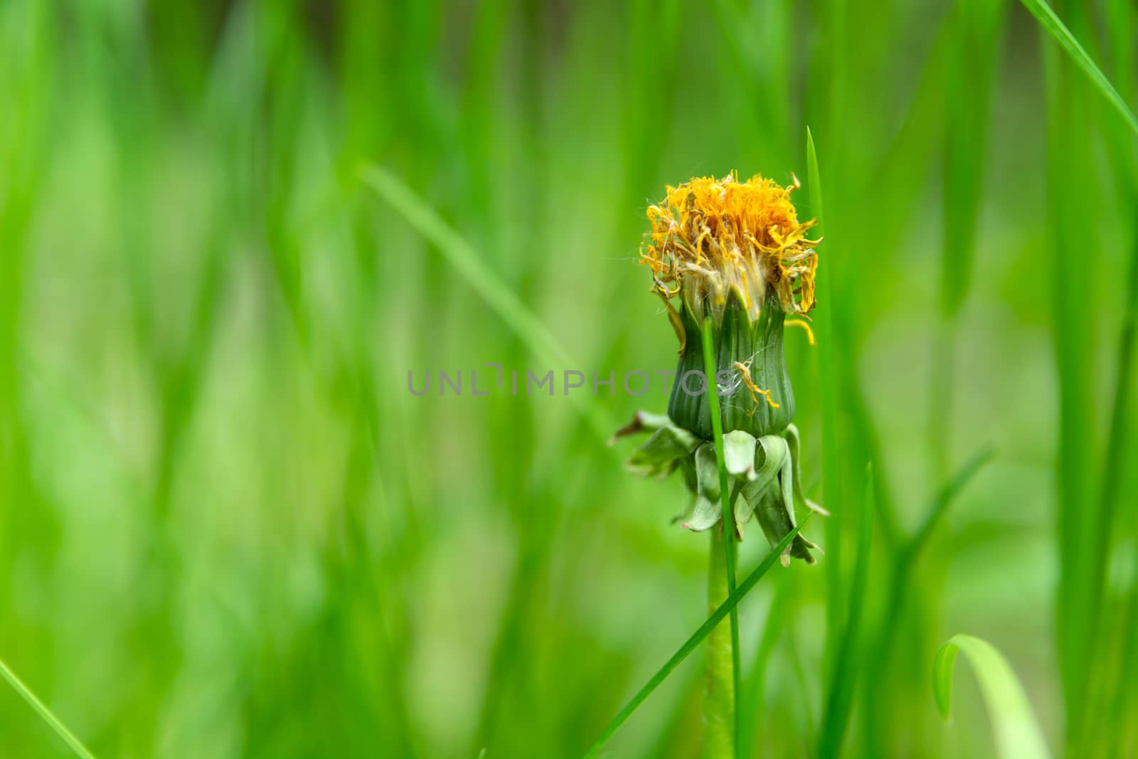 Faded flower of a dandelion against a background of green grass, summer view