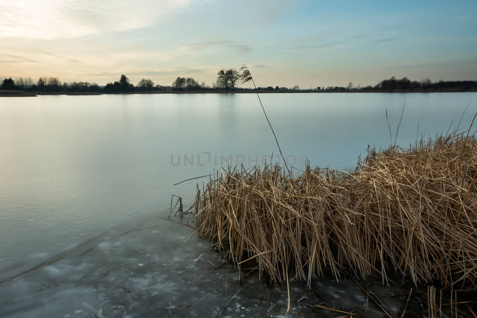 Dry reeds in a frozen lake, evening winter view