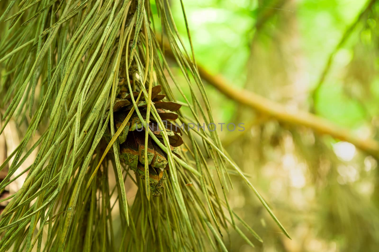 Long needles and conifer cone, summer view