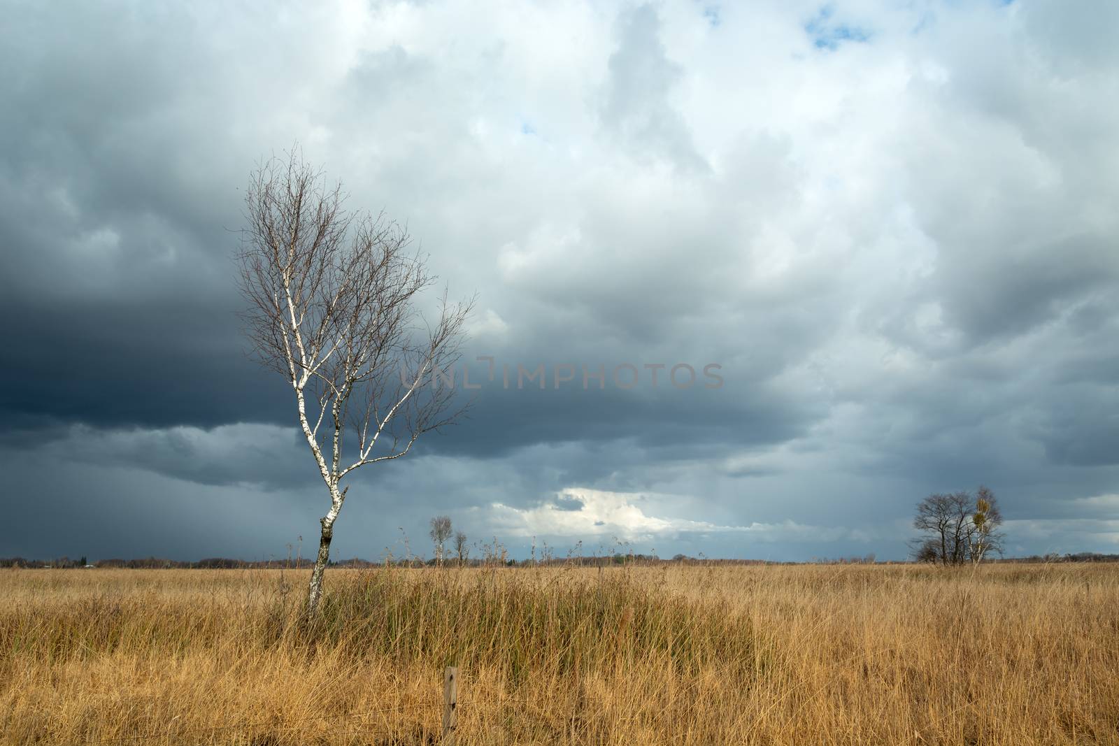 Leafless birch in dry meadows and storm clouds by darekb22