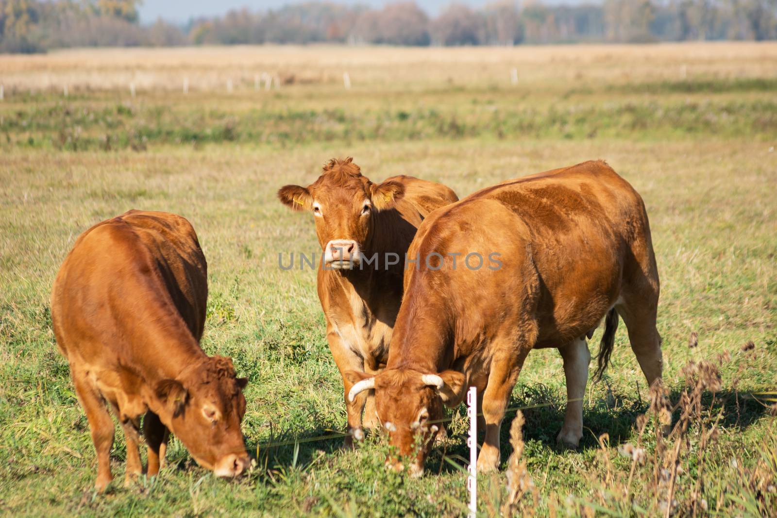 Brown limousine cows on pasture, sunny October day view