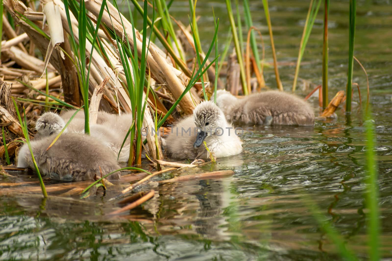 Little gray swans in the water lake by darekb22
