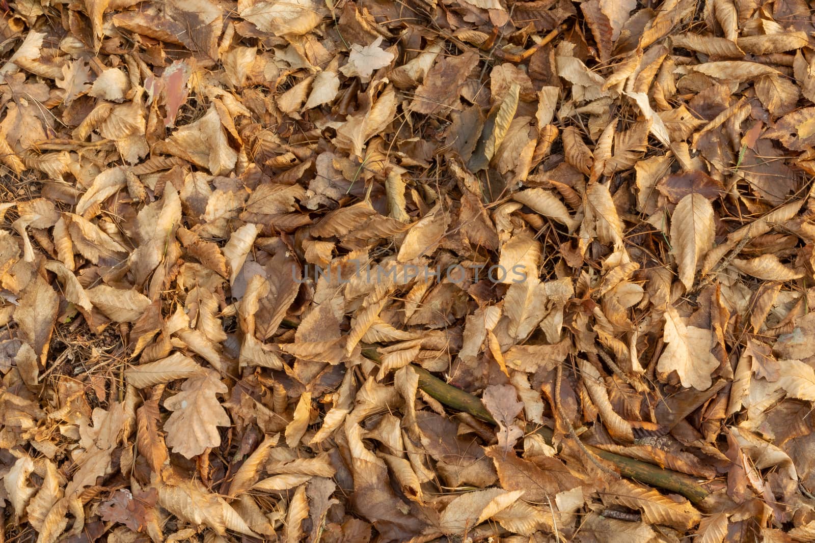 Dry brown leaves on the ground, top view