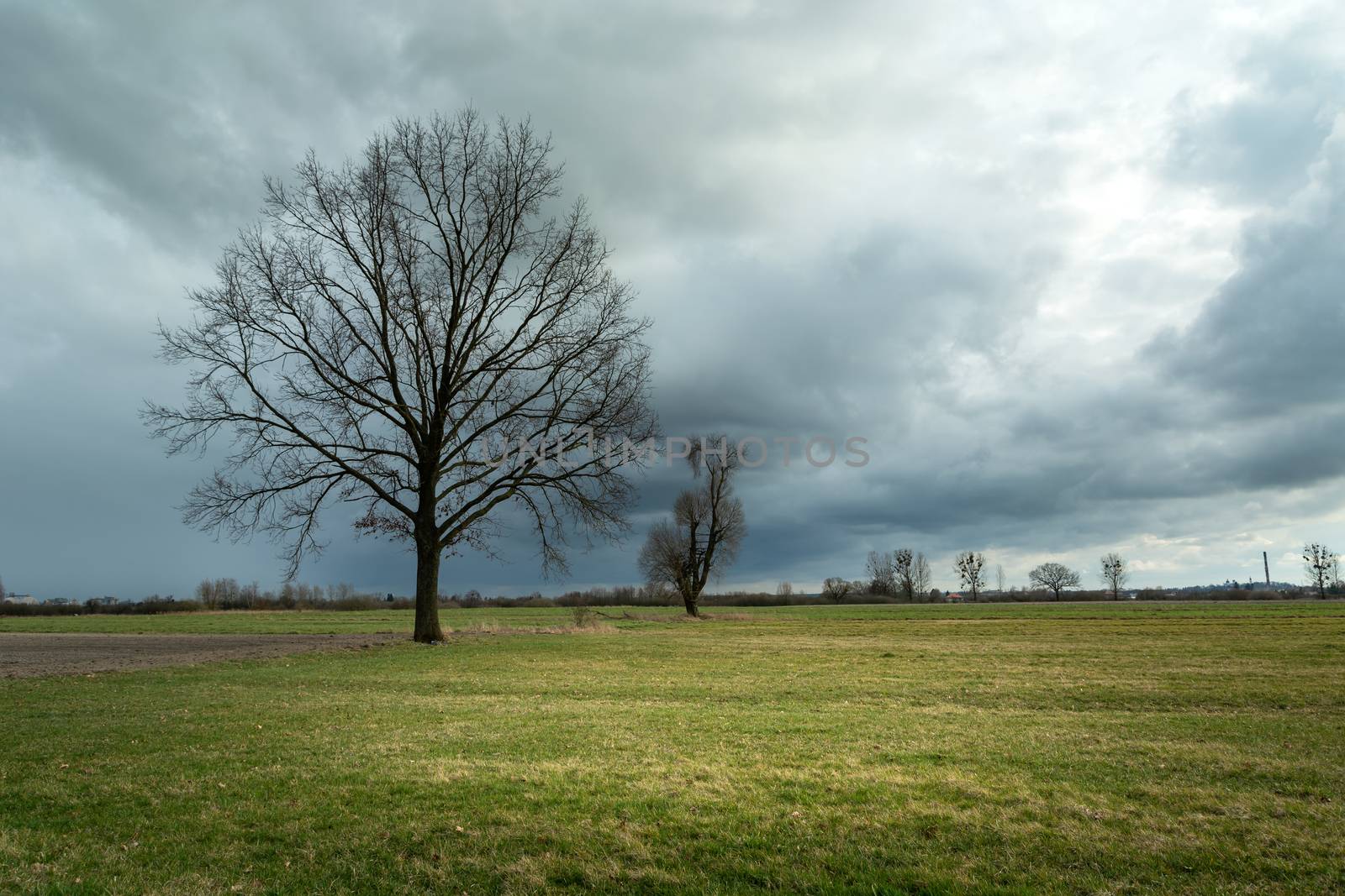 Oak without leaves in the meadow and dark stormy clouds, spring view