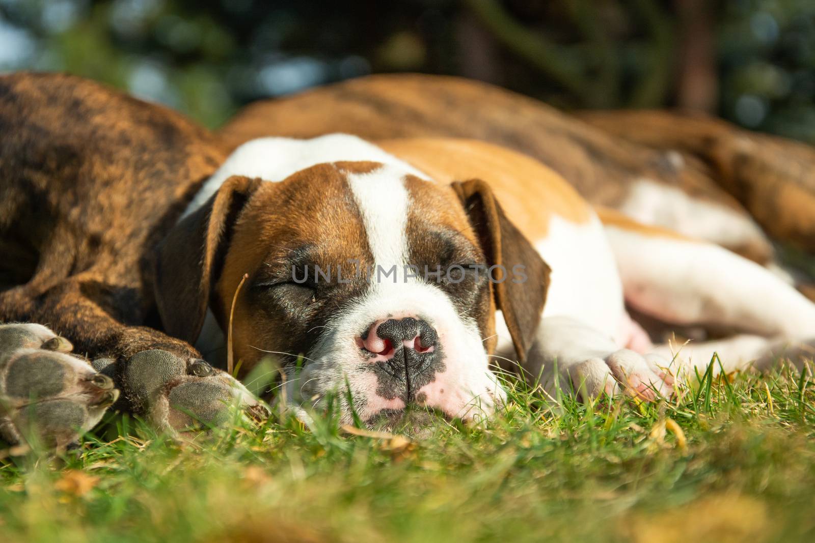 A young dog sleeping next to an adult dog, sunny day