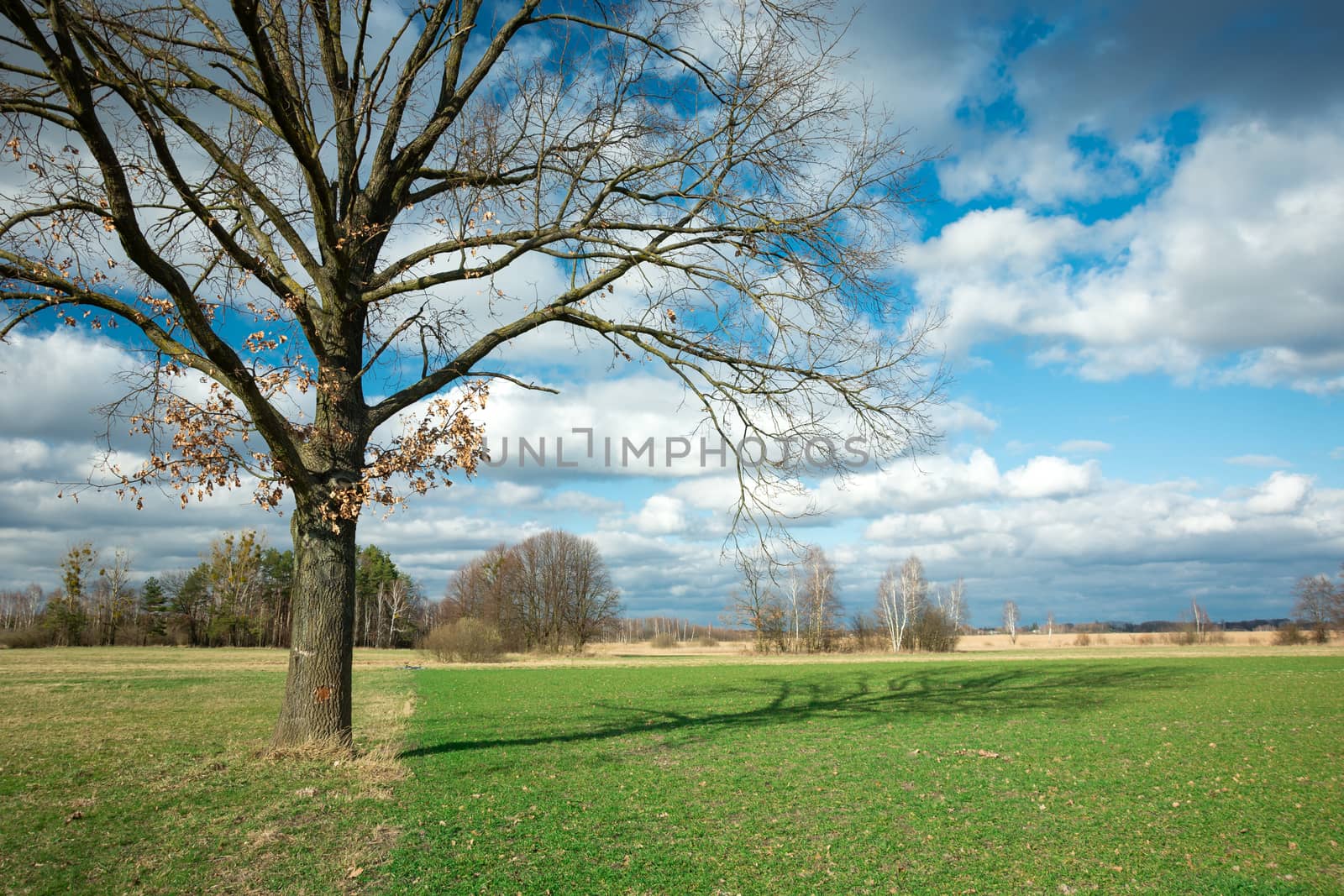 Large oak without leaves and its shadow, green field and clouds in the blue sky