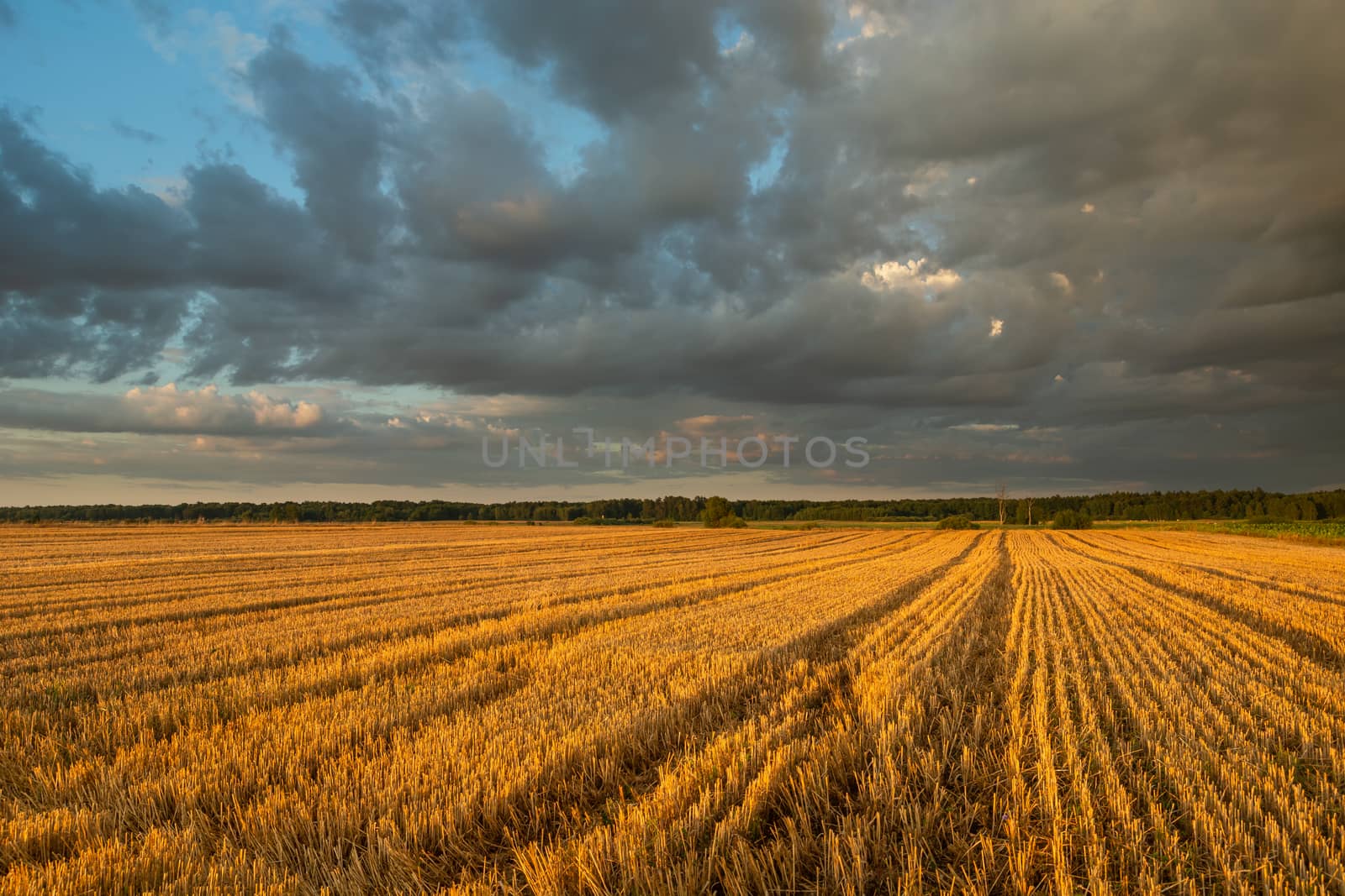Traces of wheels on the stubble and dark evening clouds on the sky by darekb22