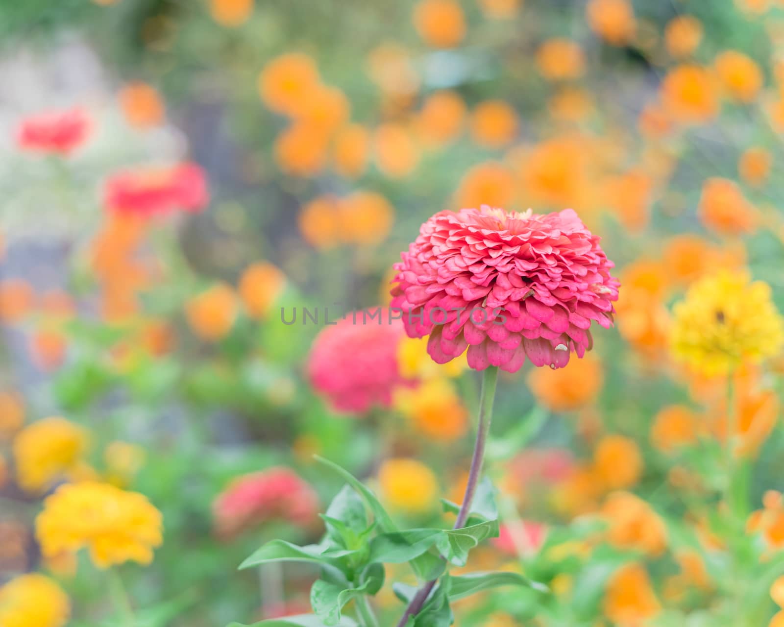 Shallow DOF on blossom purple zinnia with defocused colorful multicolored flower background by trongnguyen