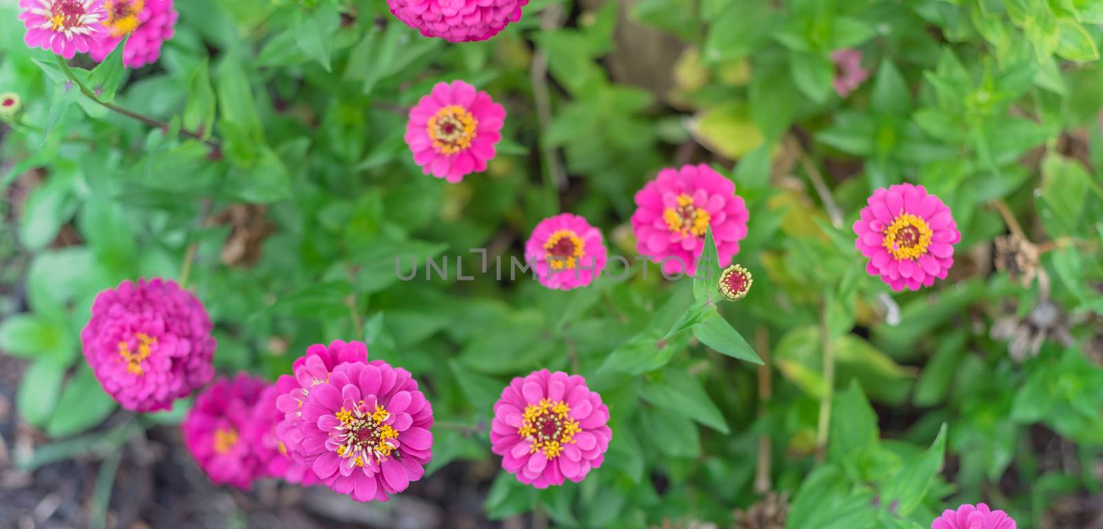 Vigorous magenta purple blooming zinnia bush at flower bed in community garden near Dallas, Texas, America. Zinnia is a genus of plants of sunflower tribe within daisy family