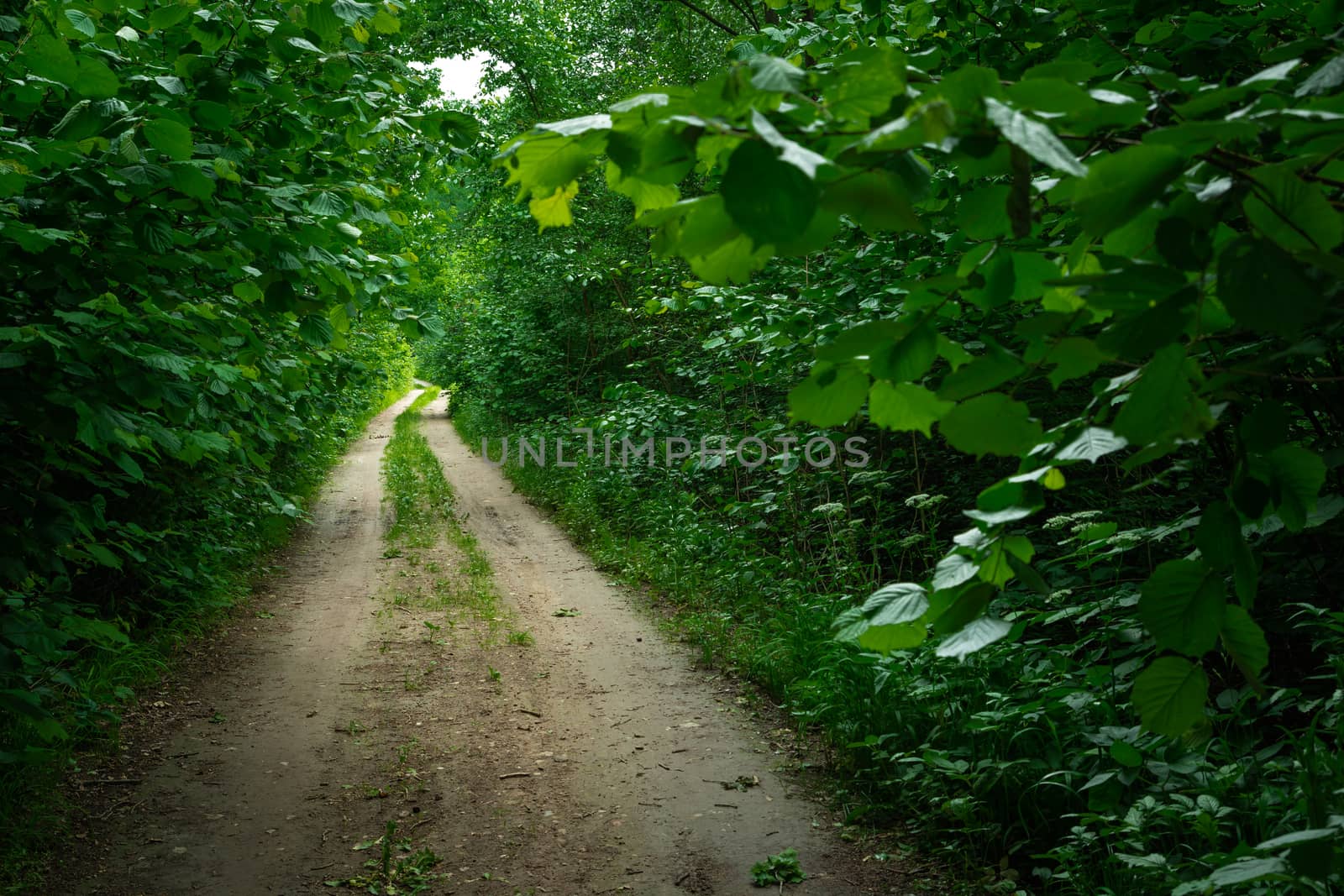 Dirt road through green dense deciduous forest, summer view