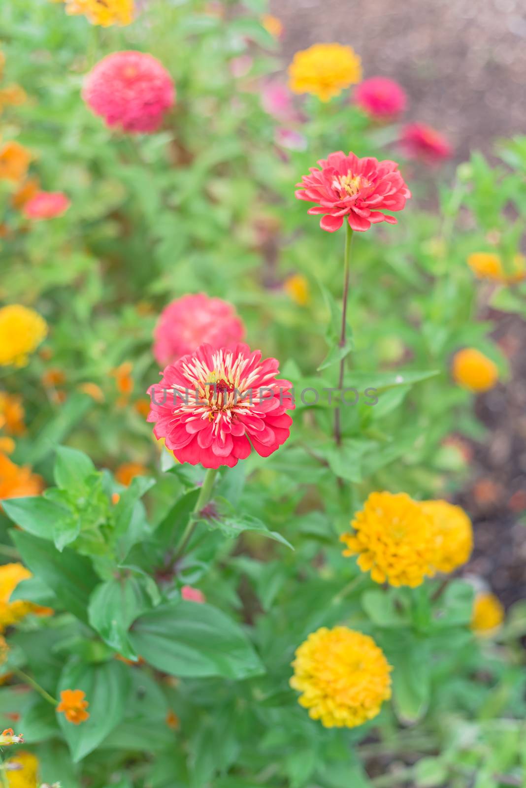 Blooming colorful zinnia at vigorous flower bed in community allotment near Dallas, Texas, USA by trongnguyen