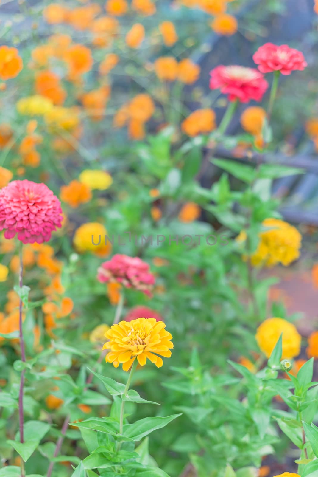 Blooming colorful zinnia at vigorous flower bed in community allotment near Dallas, Texas, USA by trongnguyen