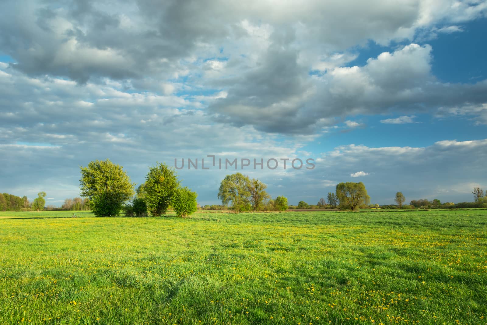 Beautiful green meadow with trees and clouds against a blue sky by darekb22