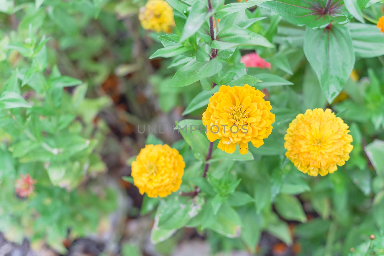 Yellow blooming zinnia bush at flower bed in community garden near Dallas, Texas, America. Zinnia is a genus of plants of sunflower tribe within daisy family