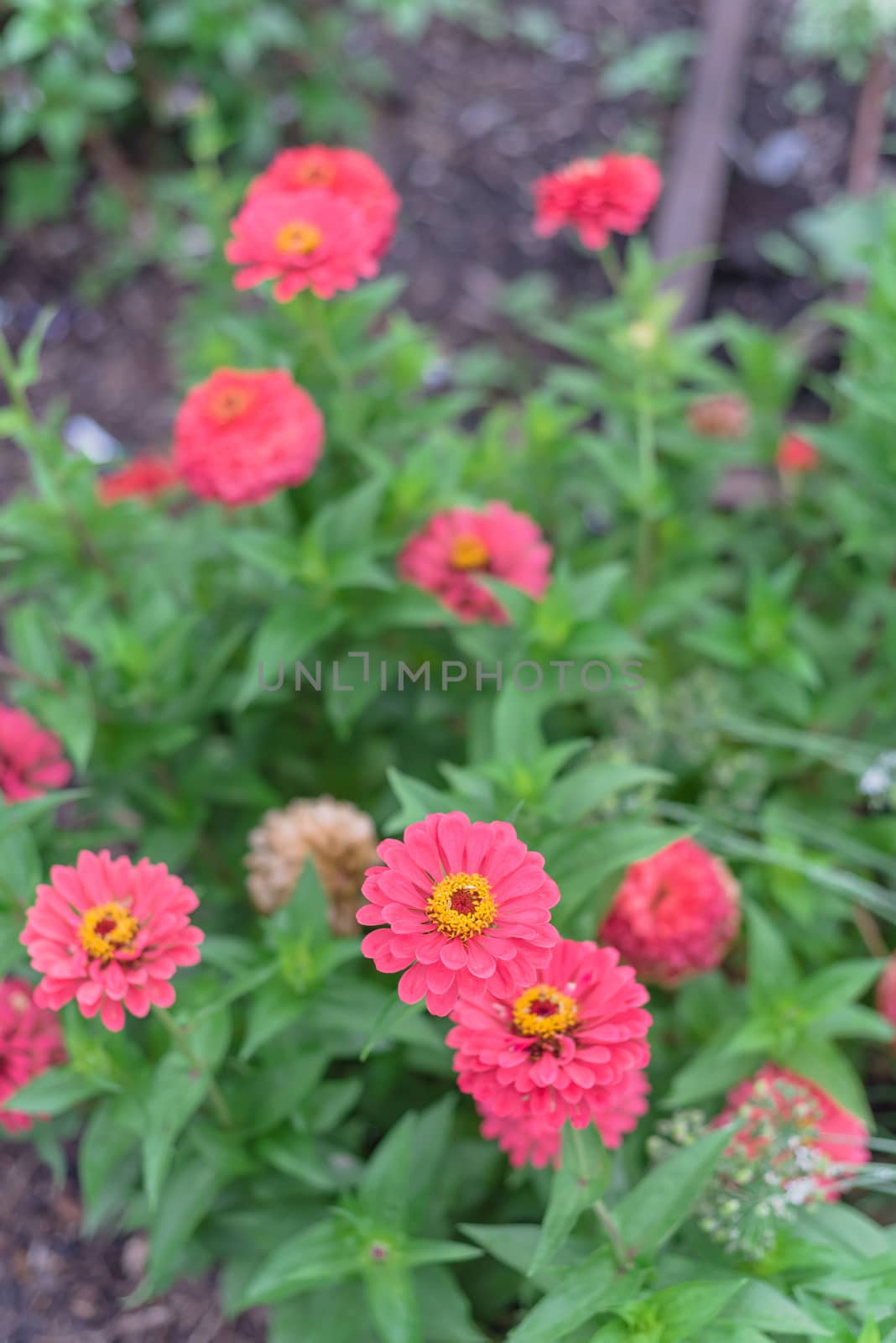 Pink blooming zinnia bush at flower bed in community garden near Dallas, Texas, America. Zinnia is a genus of plants of sunflower tribe within daisy family