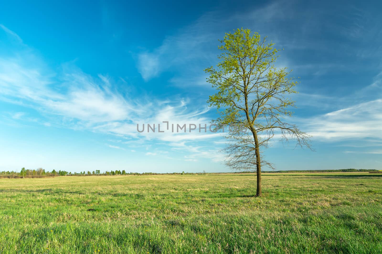 Lonely tree in a meadow and white clouds against the blue sky, spring view
