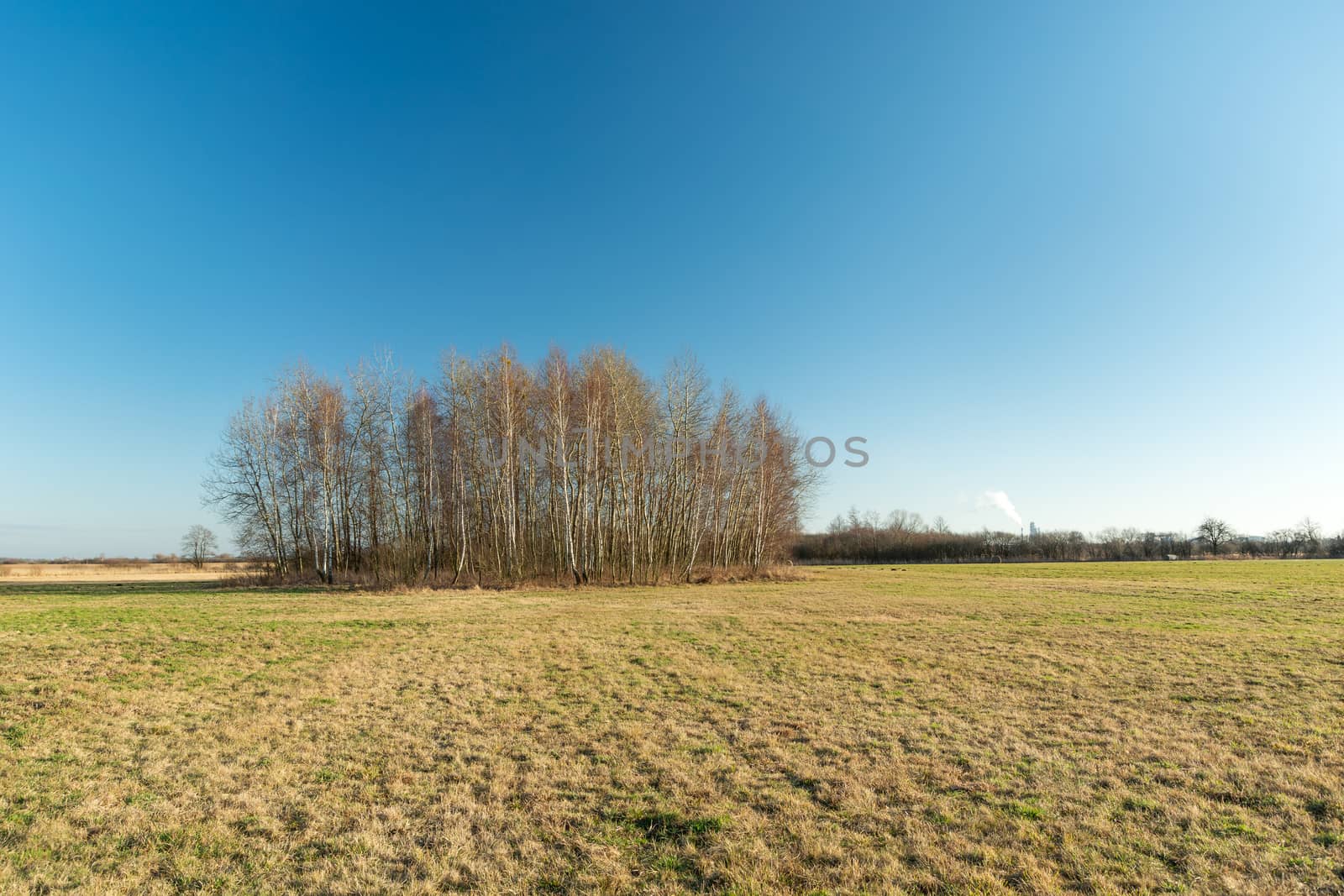 A group of birch trees growing in the meadow, spring view