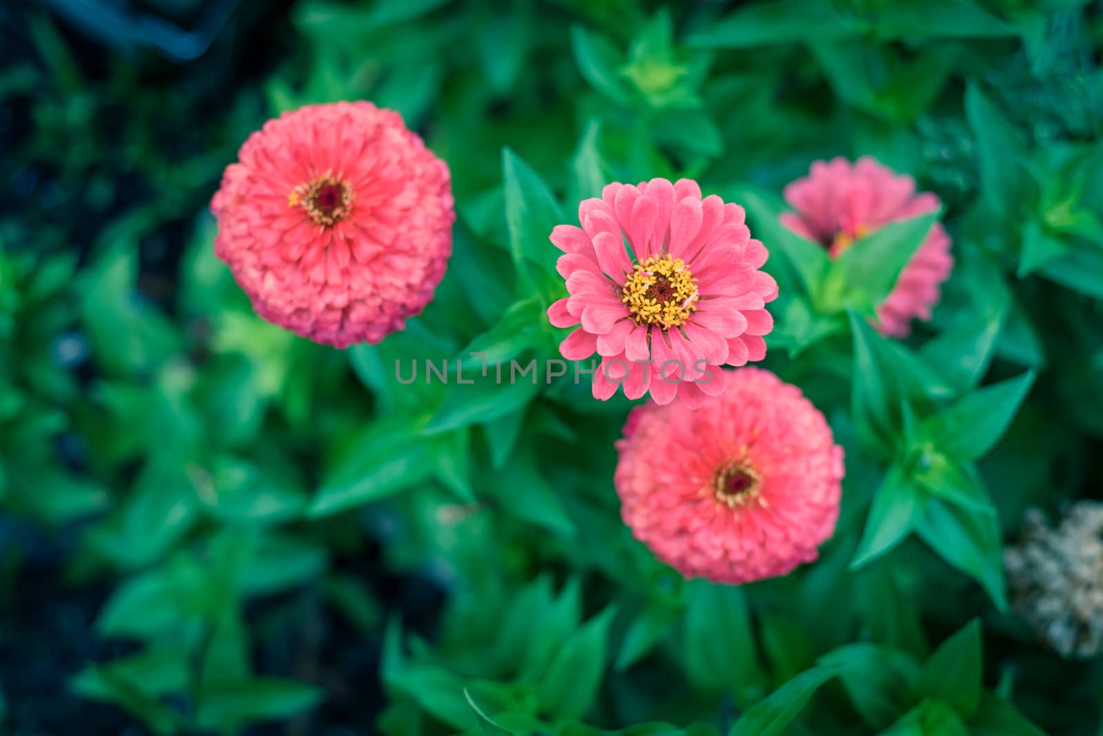 Blossom pink zinnia bush at flower bed in community allotment near Dallas, Texas, USA by trongnguyen