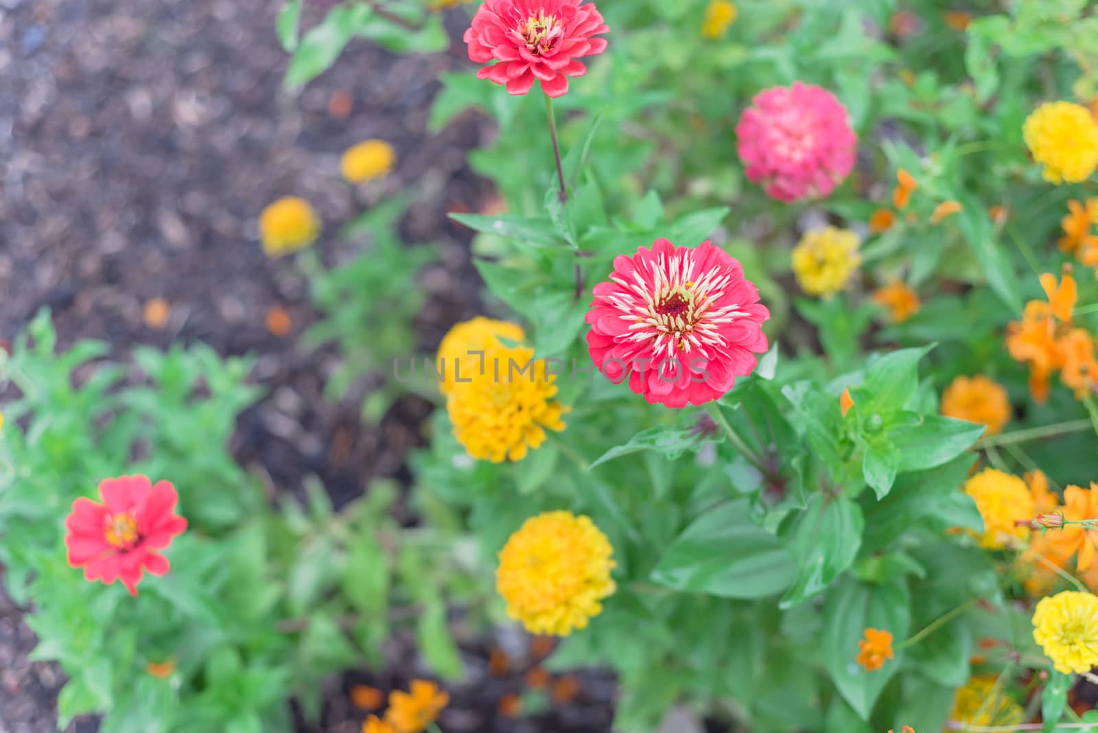 Blooming colorful zinnia at vigorous flower bed in community allotment near Dallas, Texas, USA by trongnguyen