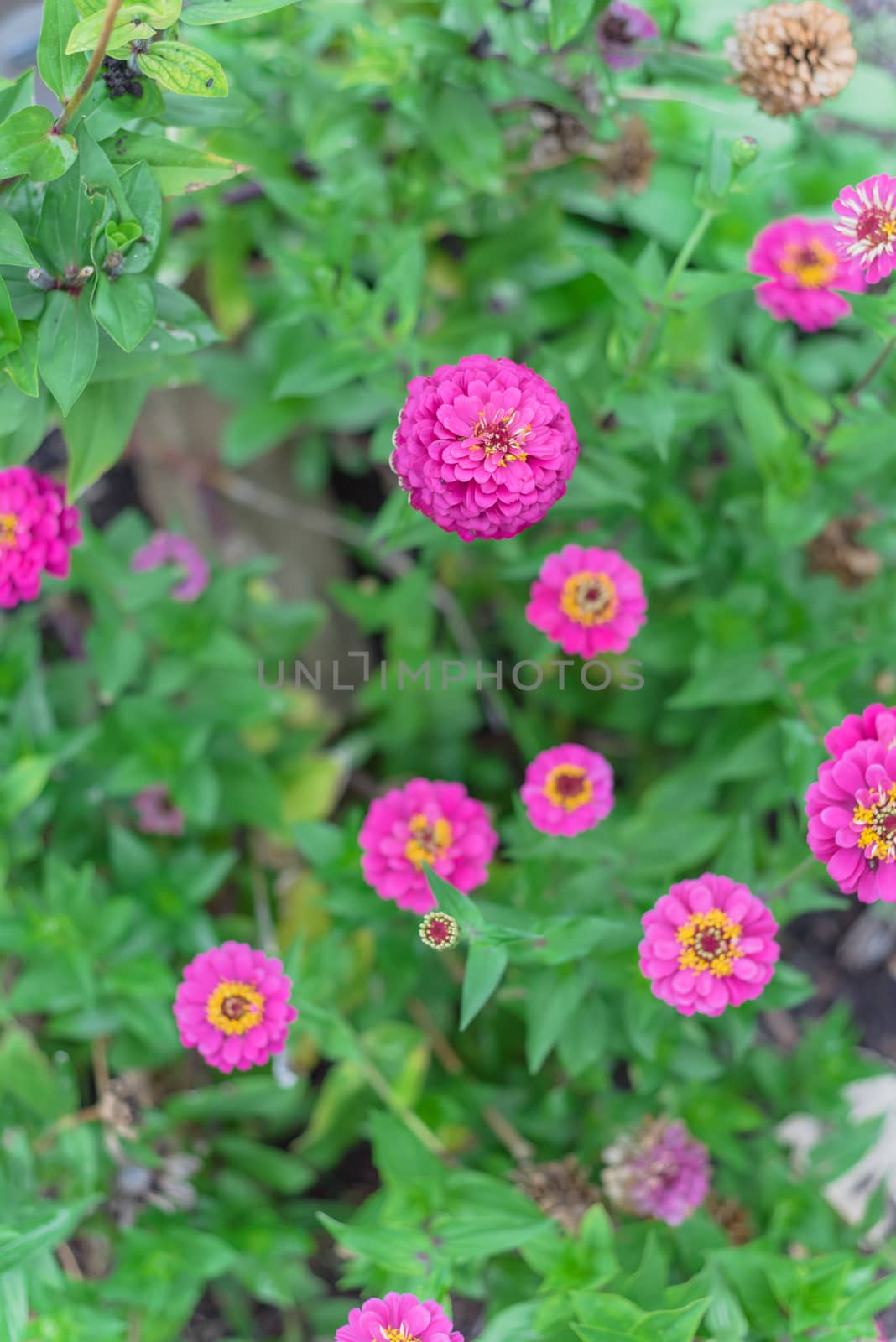 Blooming violet zinnia bush at flower bed in community allotment near Dallas, Texas, USA by trongnguyen