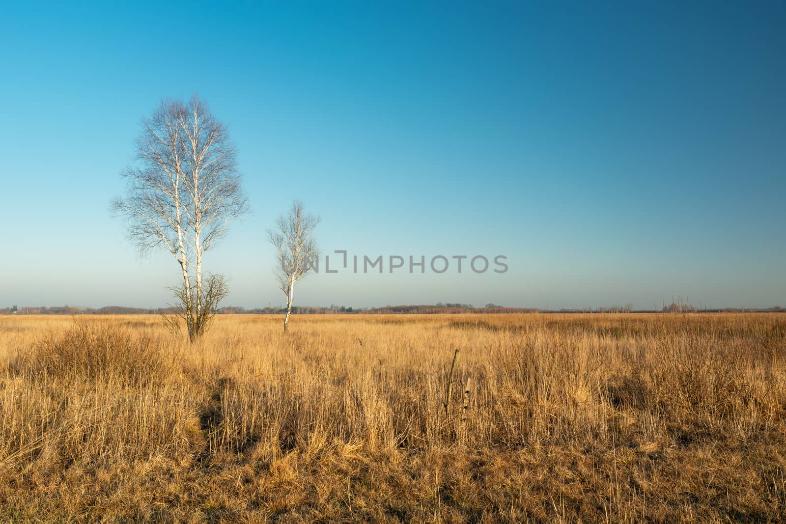 Leafless birch trees growing among yellow grasses, cloudless blue sky
