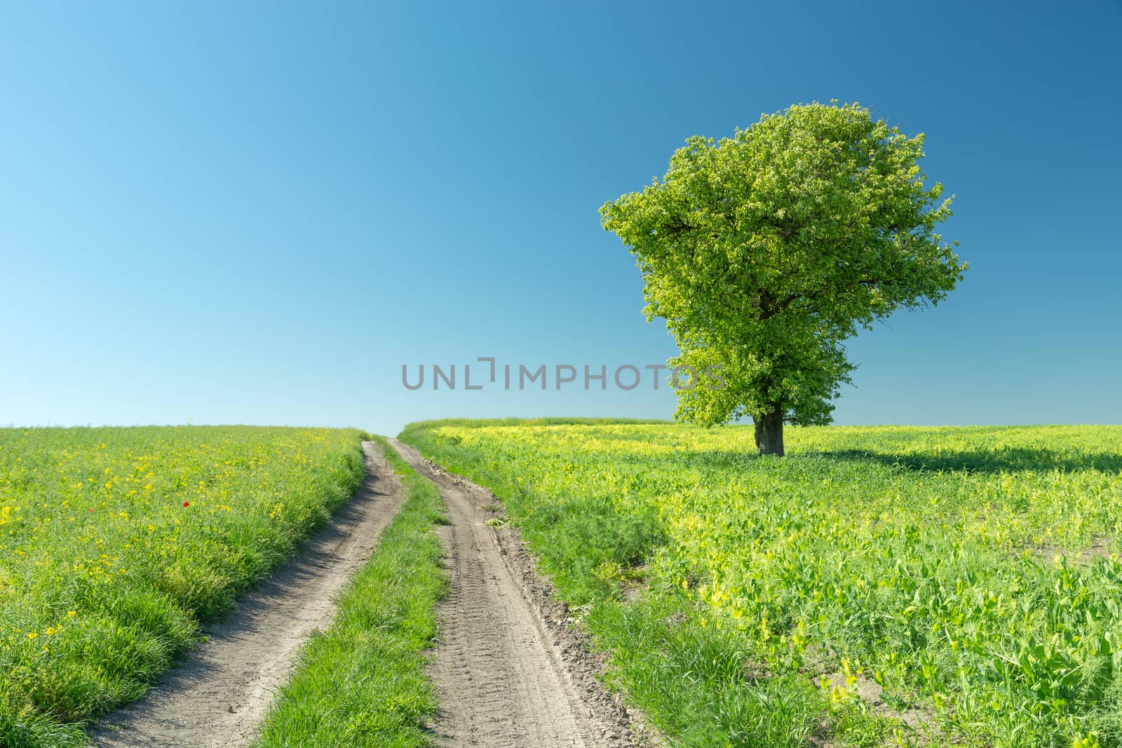 Dirt road through green fields and a large tree, summer view
