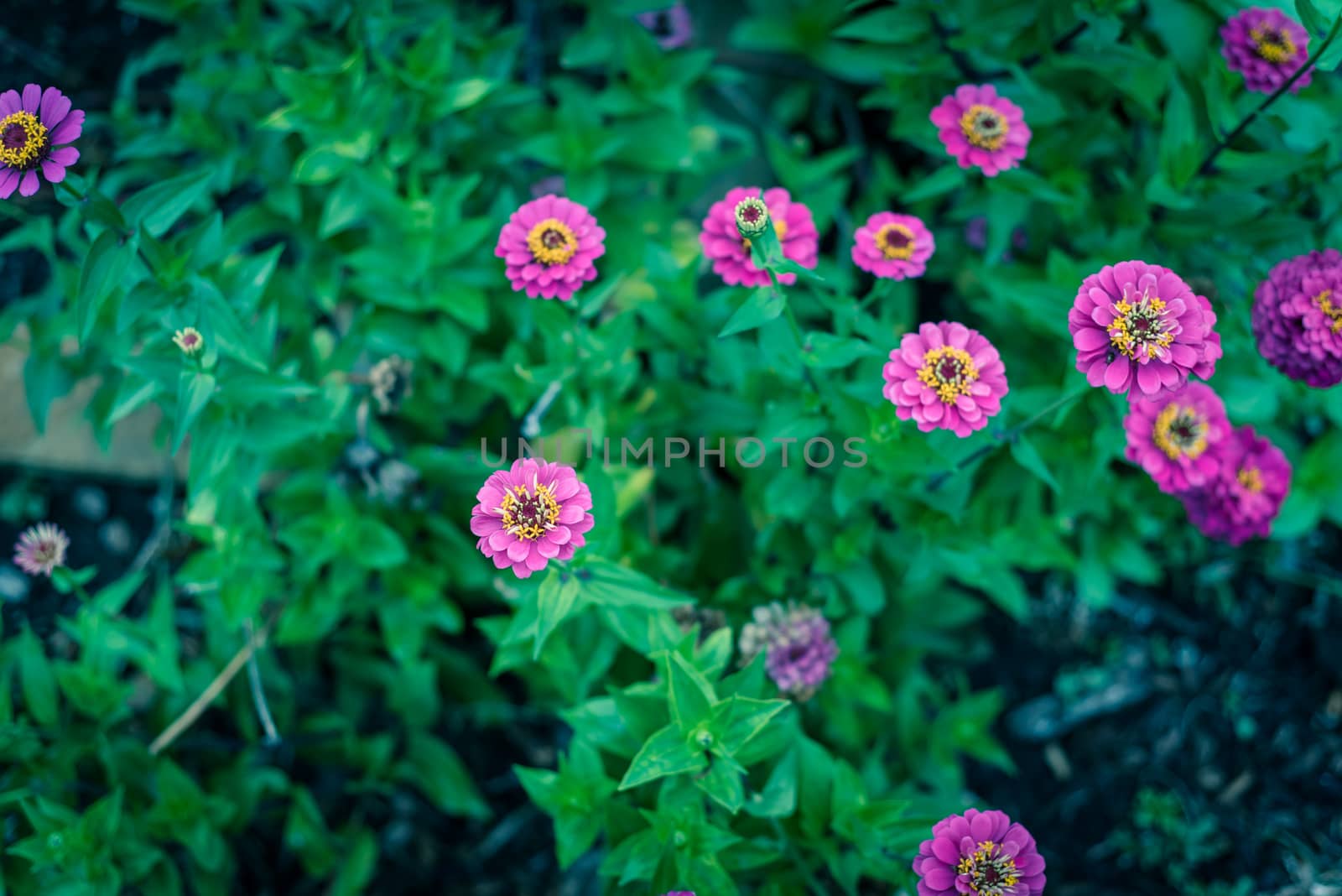 Blooming violet zinnia bush at flower bed in community allotment near Dallas, Texas, USA by trongnguyen