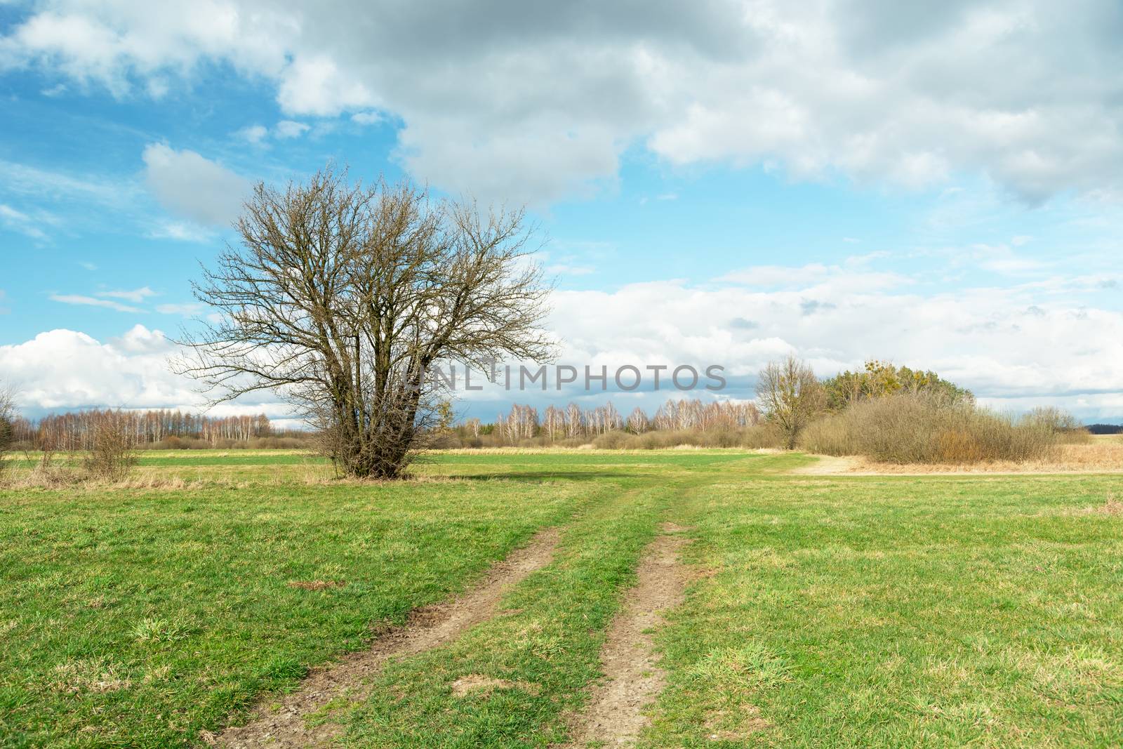 Tree without leaves and field road through the meadow by darekb22