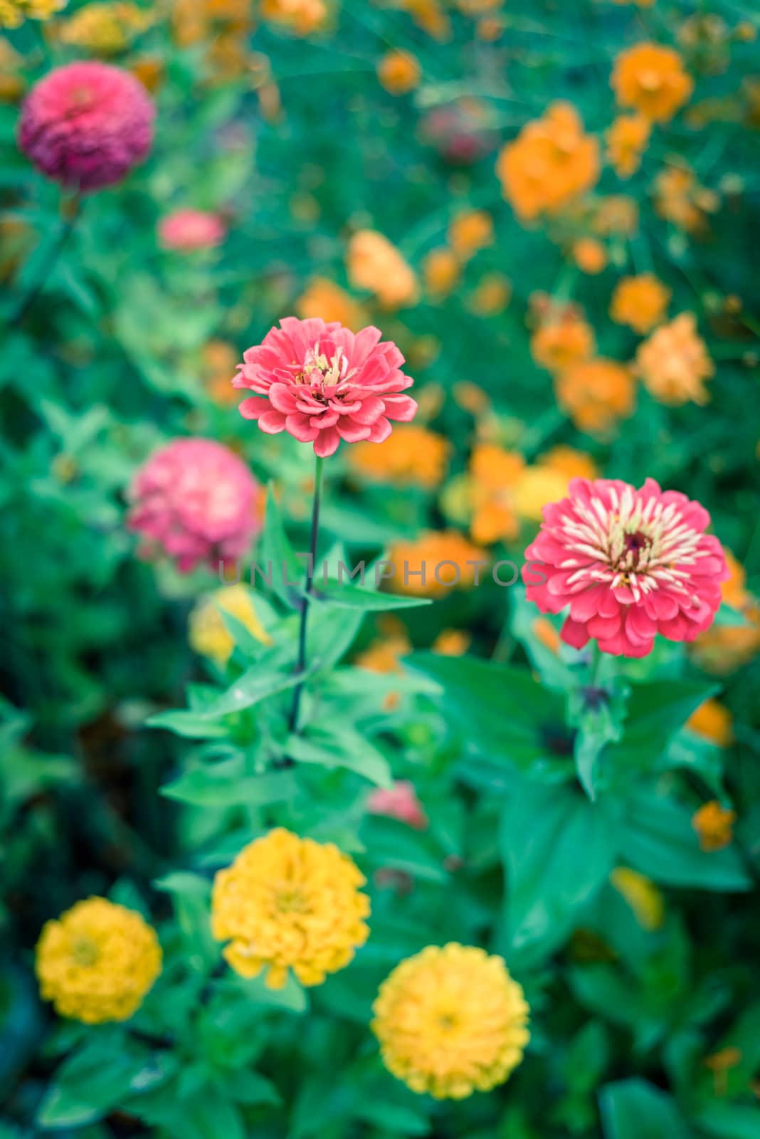 Blooming colorful zinnia at vigorous flower bed in community allotment near Dallas, Texas, USA by trongnguyen