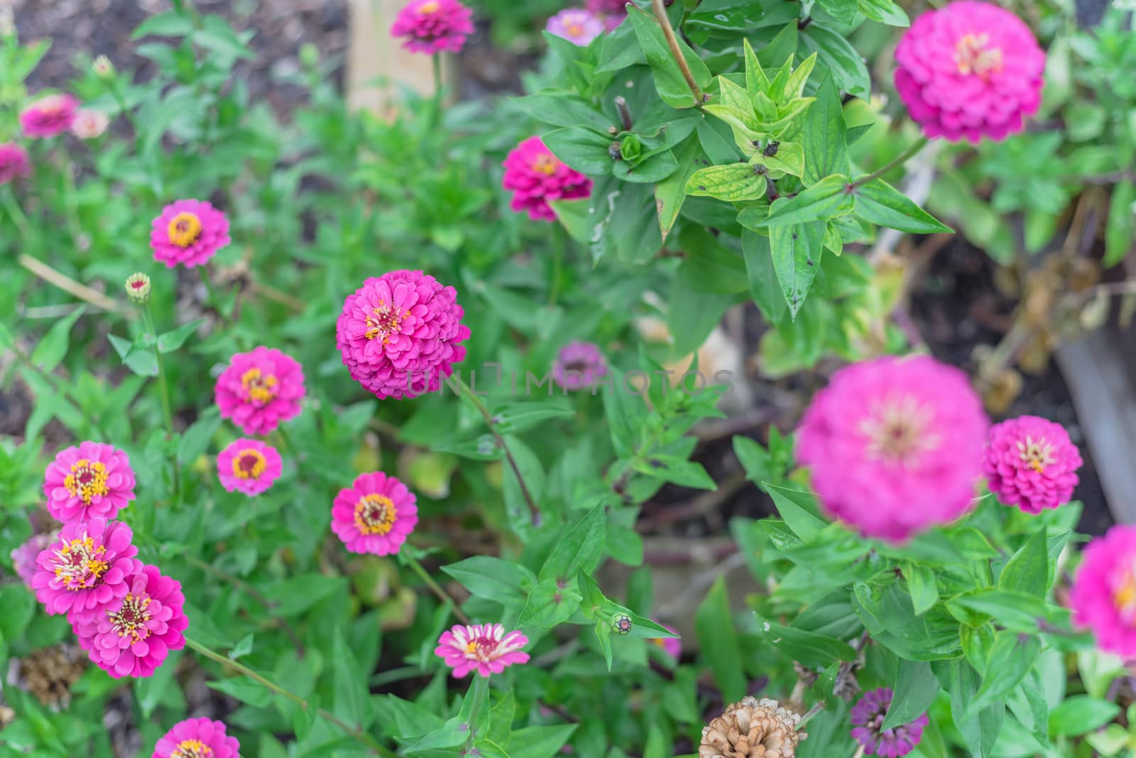 Vigorous magenta purple blooming zinnia bush at flower bed in community garden near Dallas, Texas, America. Zinnia is a genus of plants of sunflower tribe within daisy family