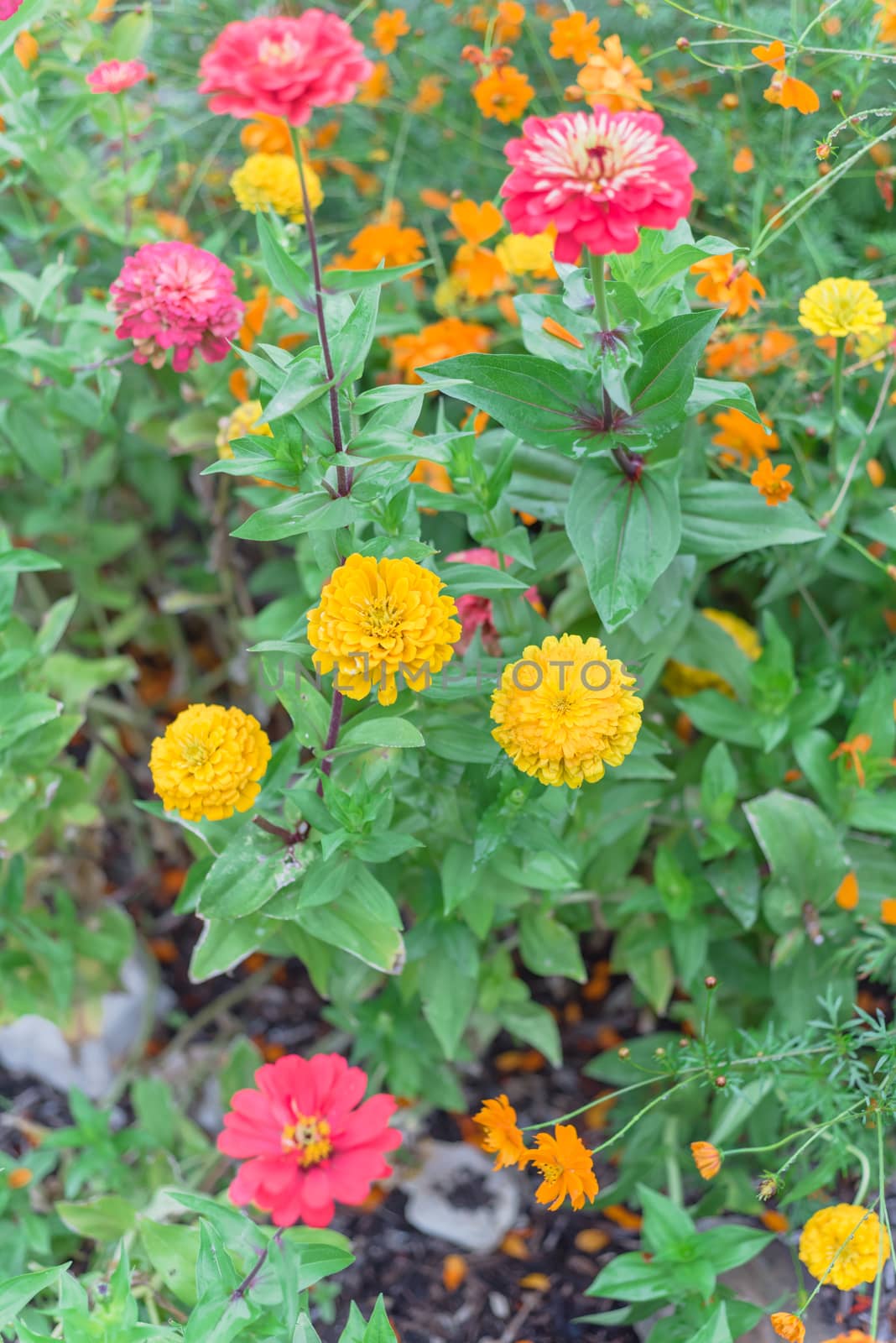 Blooming colorful zinnia at vigorous flower bed in community allotment near Dallas, Texas, USA by trongnguyen