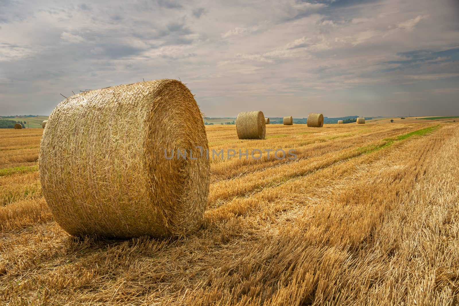 Round hay bales in the field and cloudy sky, summer view