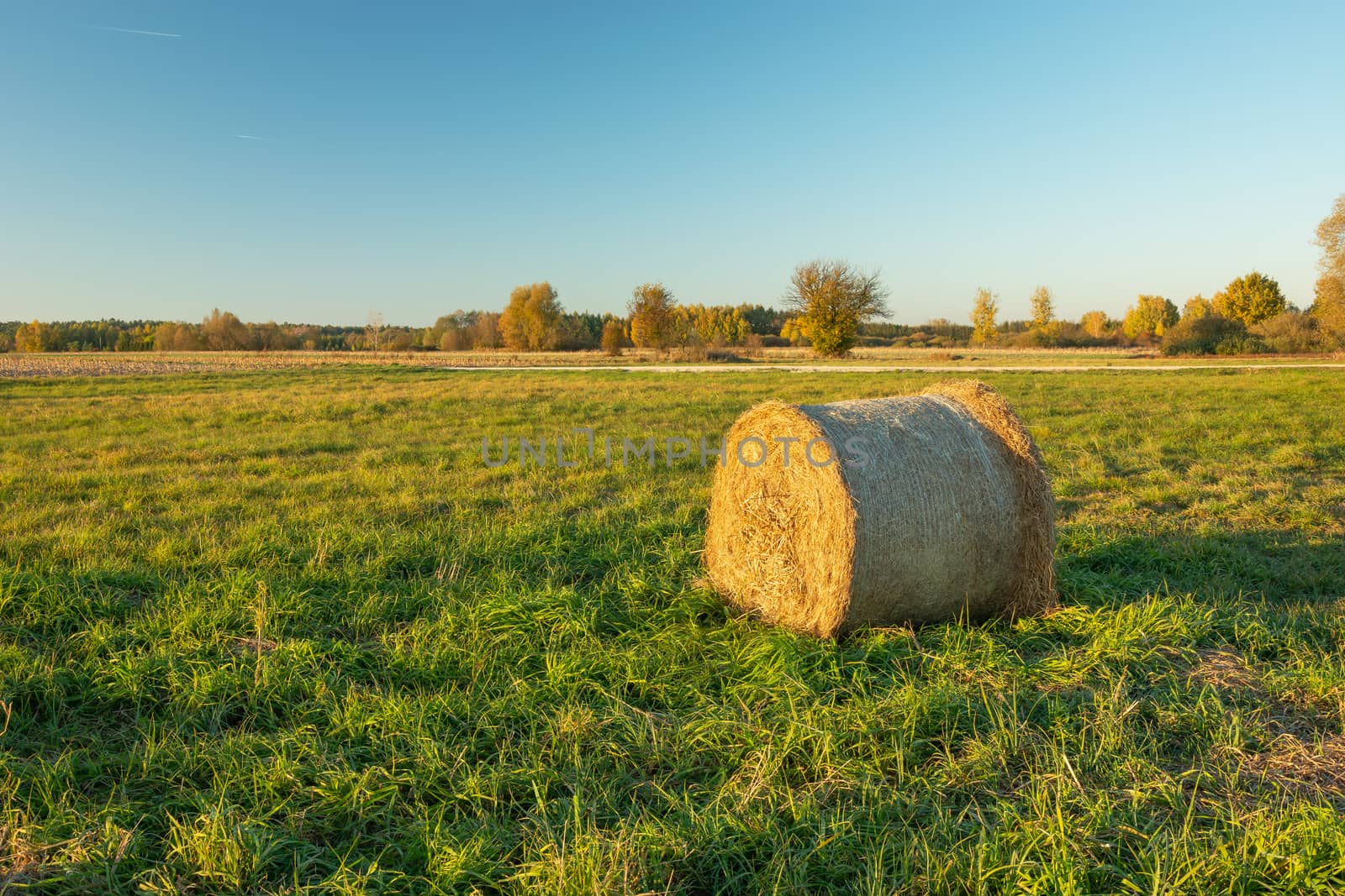 Hay in bale lying on a green meadow, October view