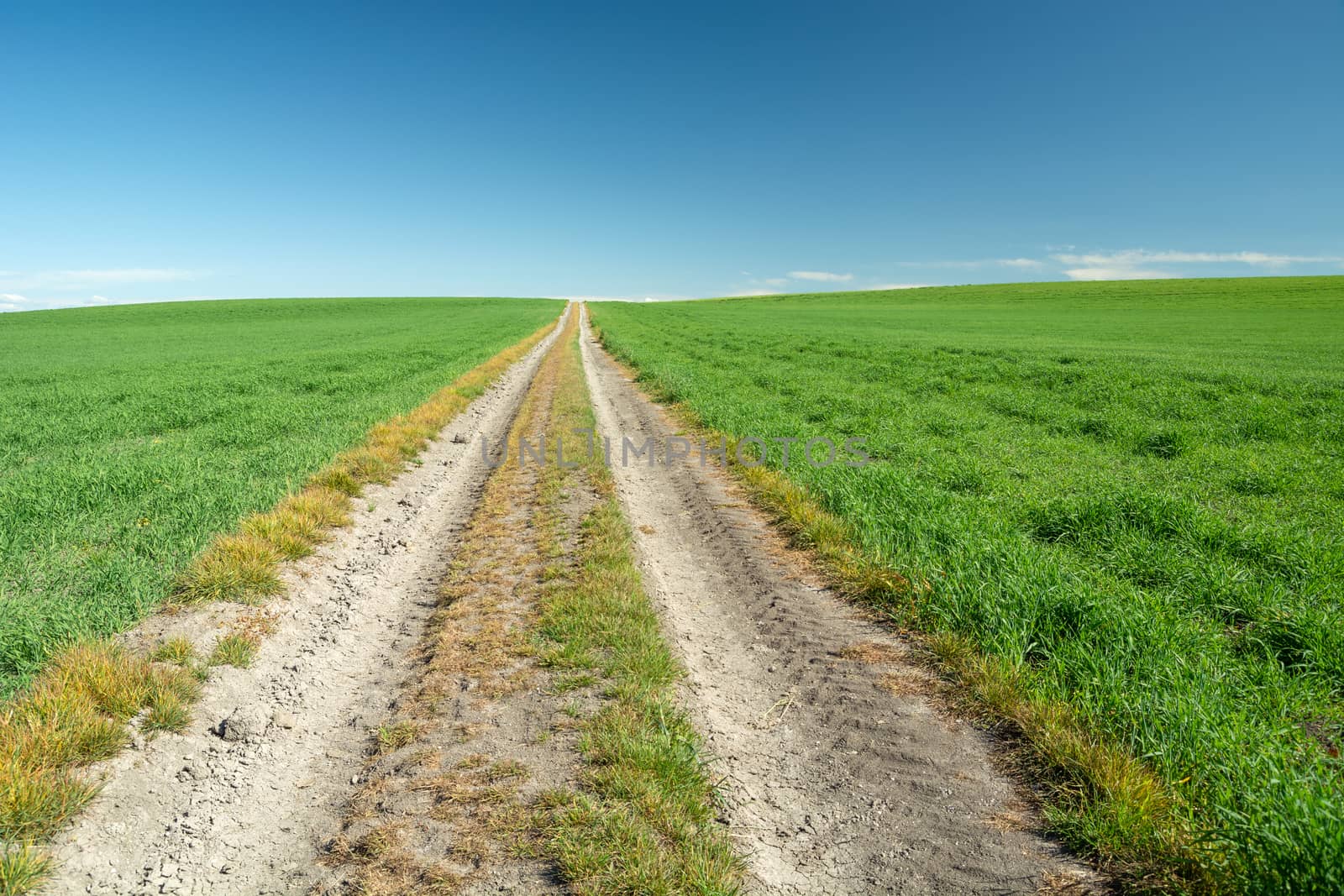 Long dirt road through green fields, summer view