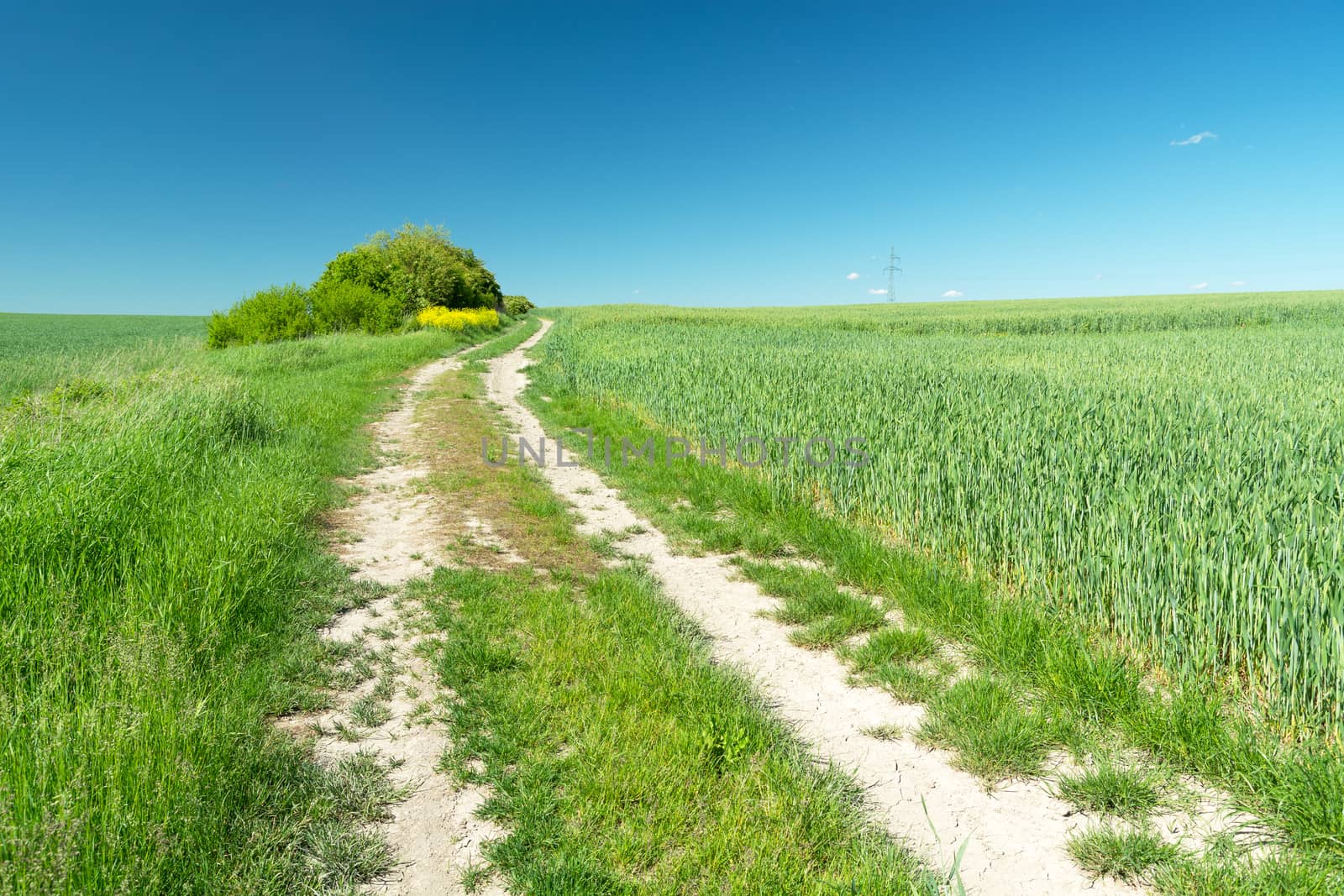 Dirt road through green fields and blue sky, summer view