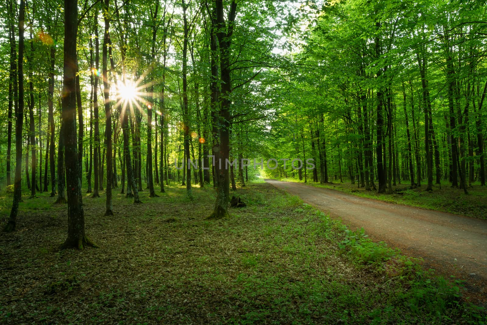 Sun glare in the forest with a dirt road, spring view