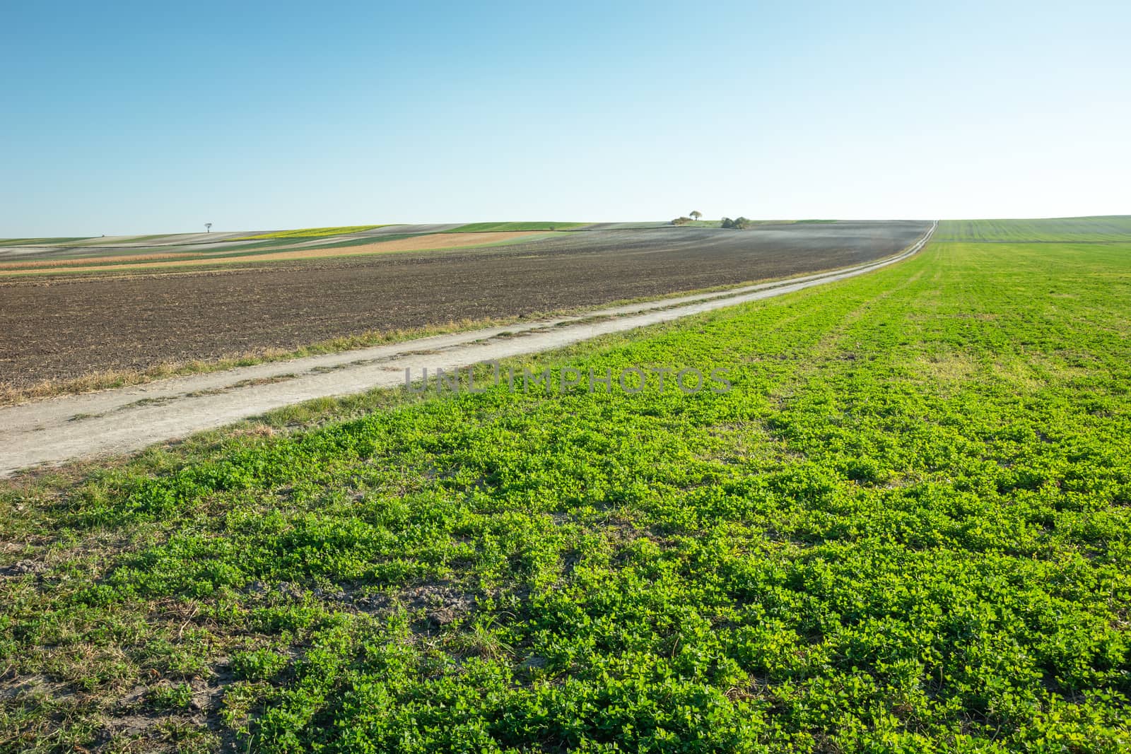 Green clover field, long dirt road and ploughed field, October view