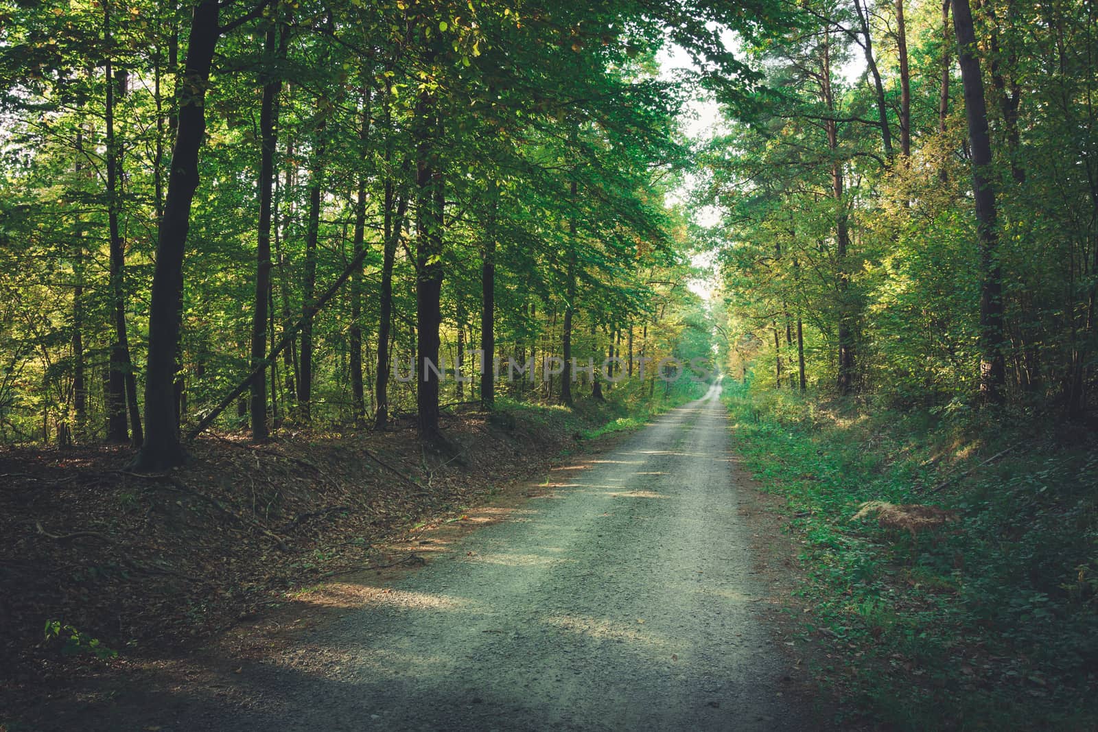 Way through the forest on a sunny autumn day