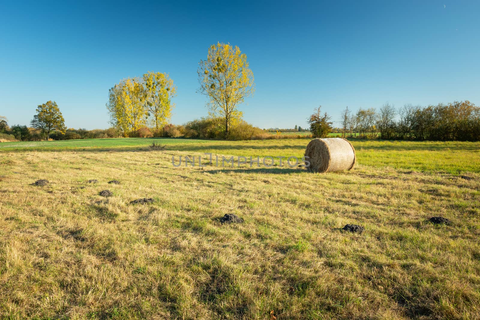 Hay for the meadow, autumn yellow trees and blue sky by darekb22