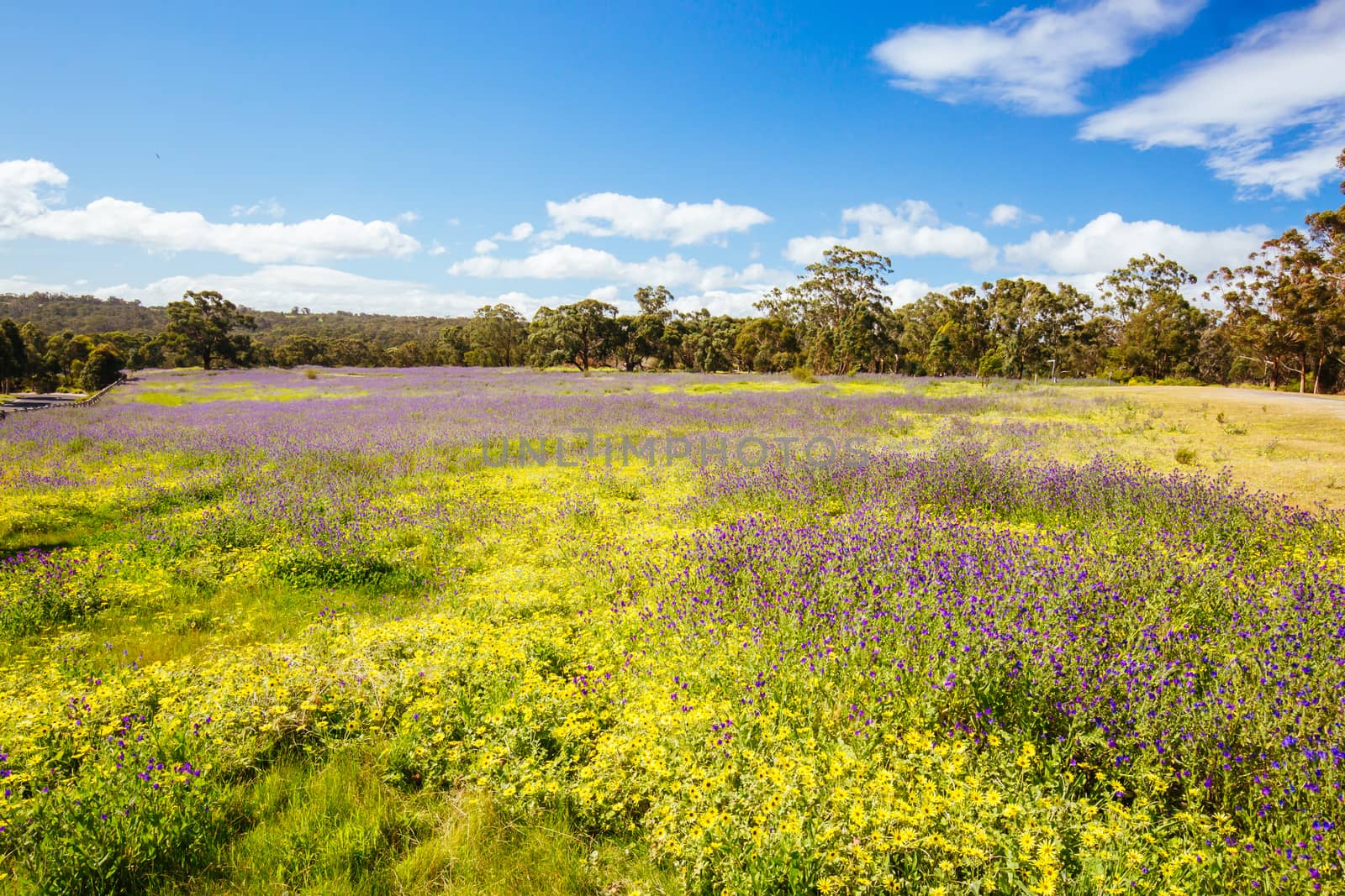 A warm spring day with fields of flowers in Plenty Gorge State Park in northern Melbourne in Victoria, Australia