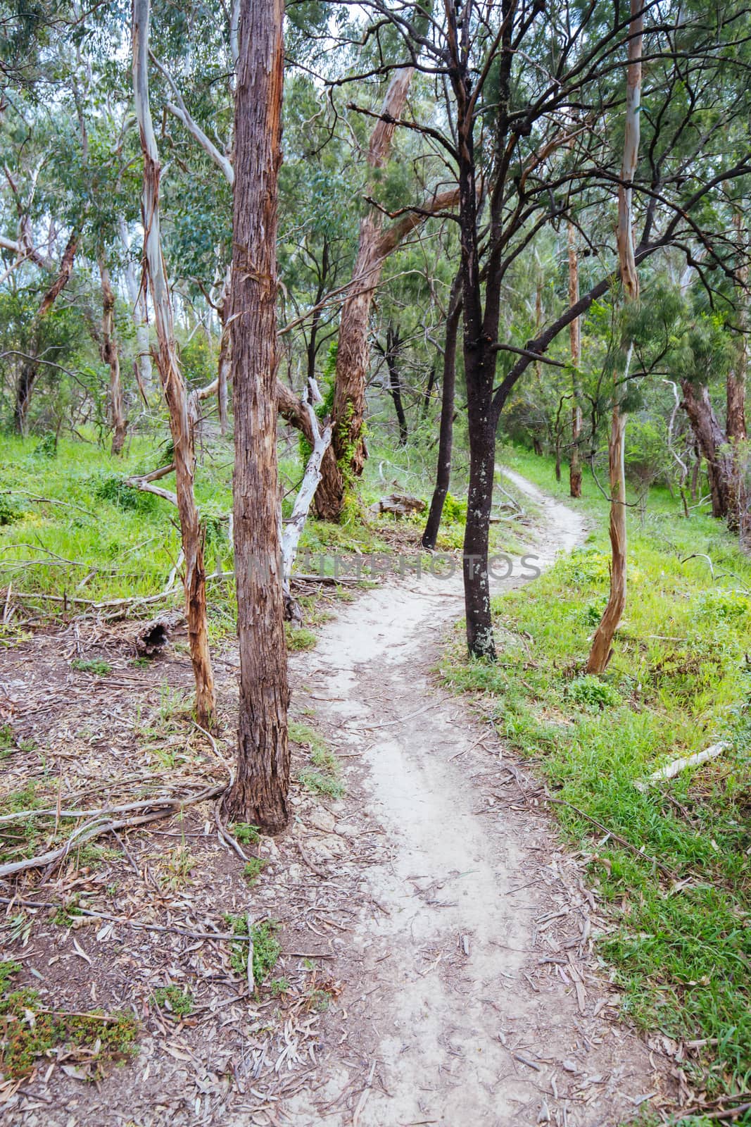 Mountain bike and walking trails in Plenty Gorge State Park in northern Melbourne in Victoria, Australia