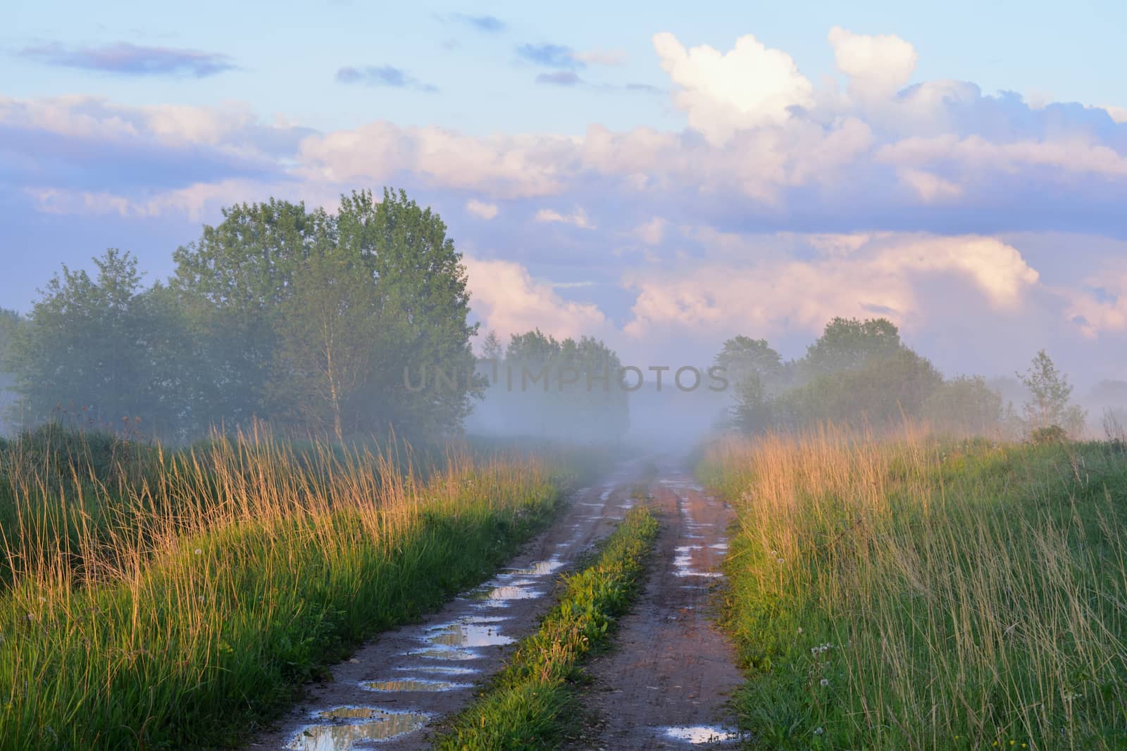country road, misty June evening after rain