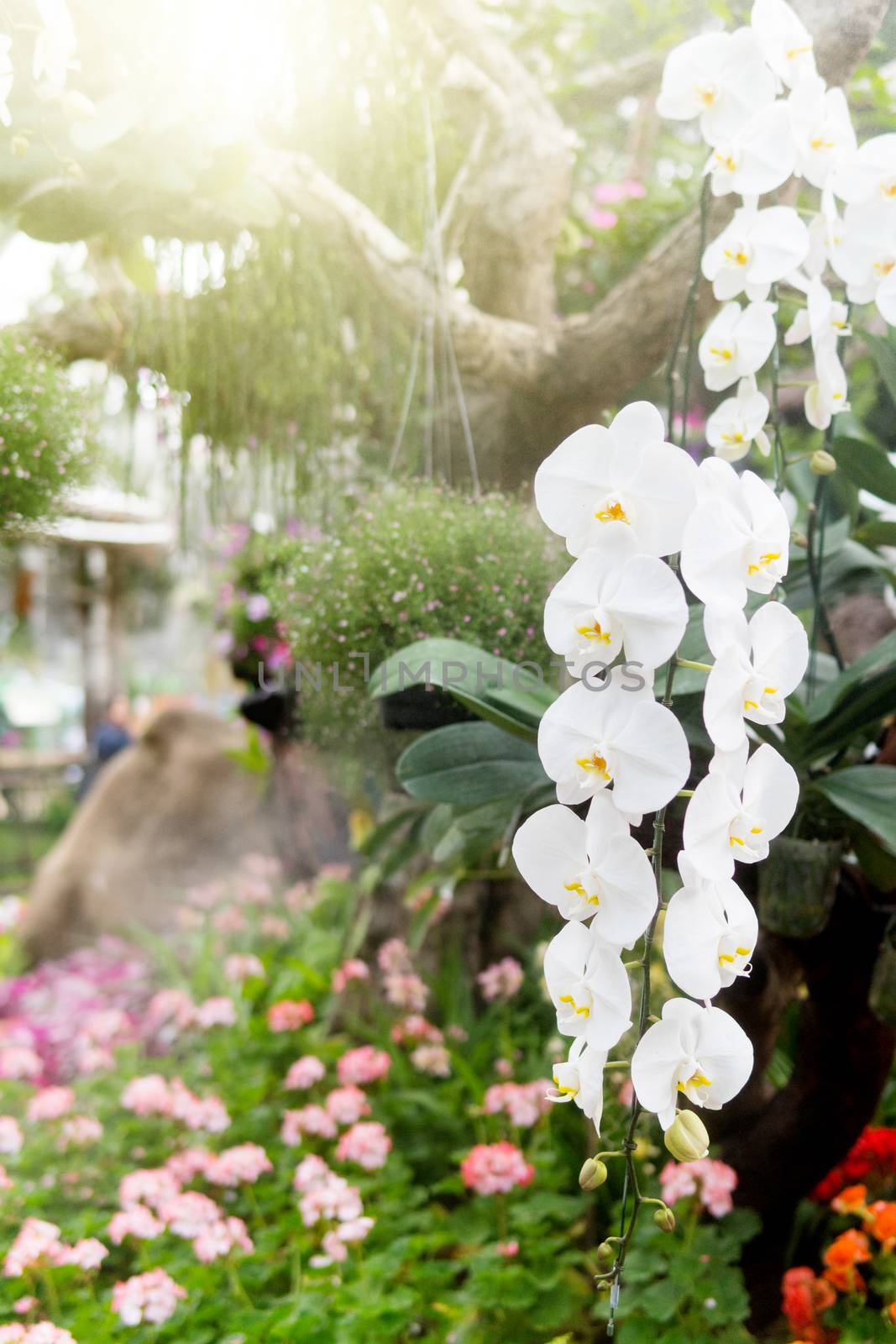 White orchids in the garden